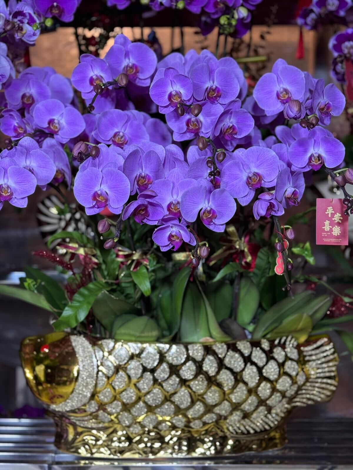 （6403）12菖 粉冠軍