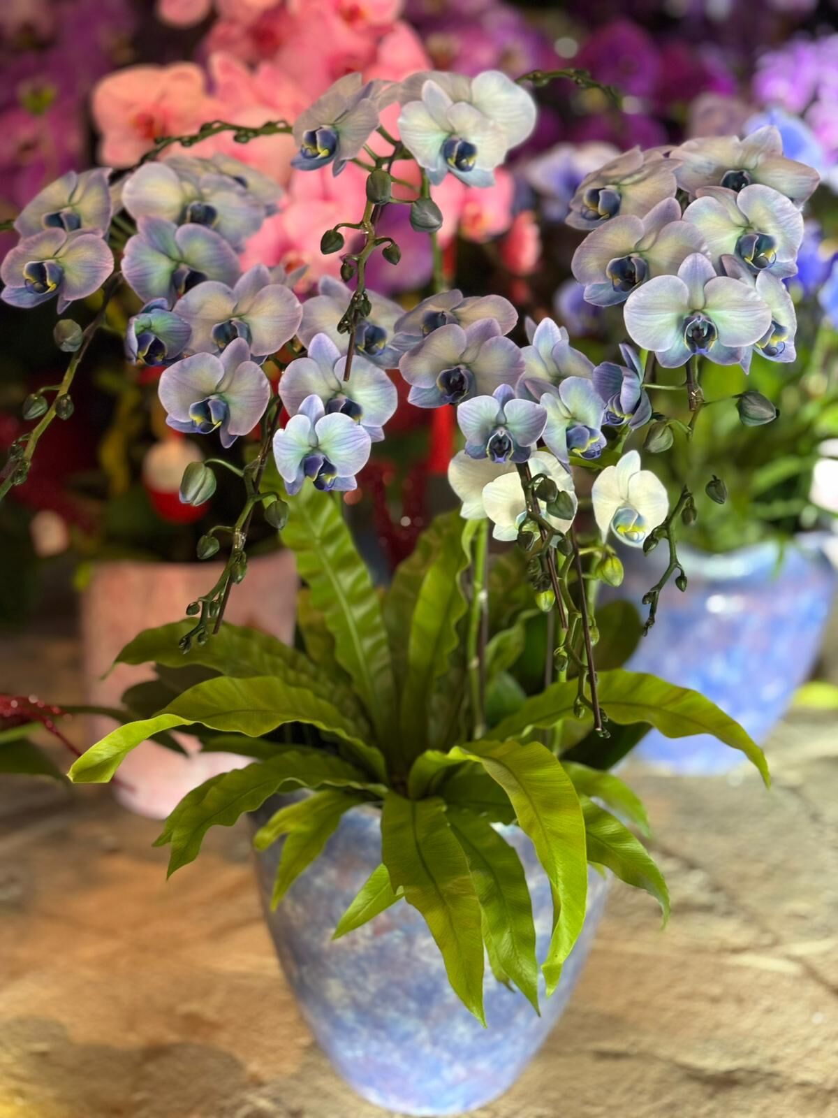 （6404）棉花糖馬卡龍 6菖