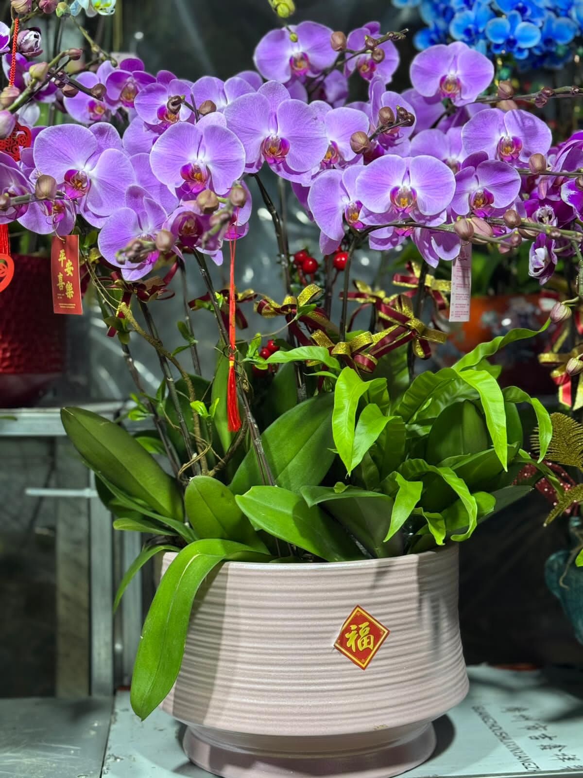 （6405）粉冠軍 12菖