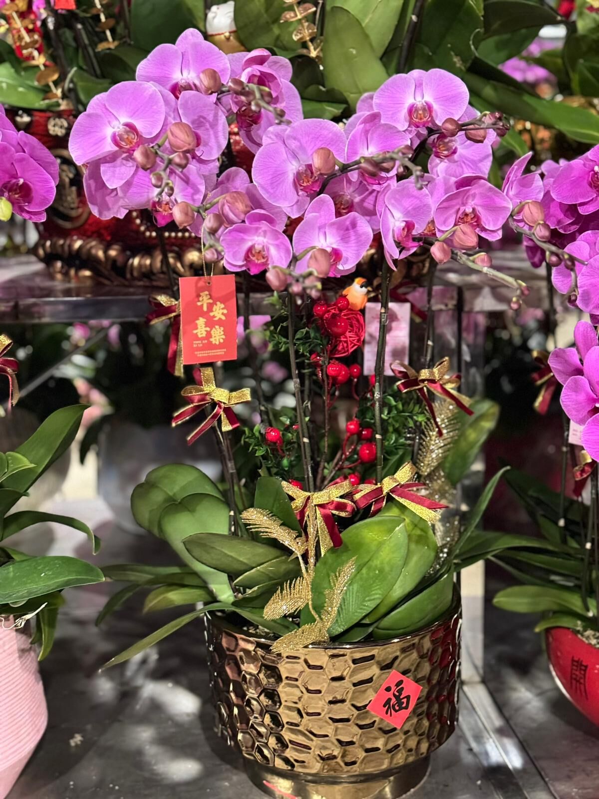 （6407）粉冠軍 8菖