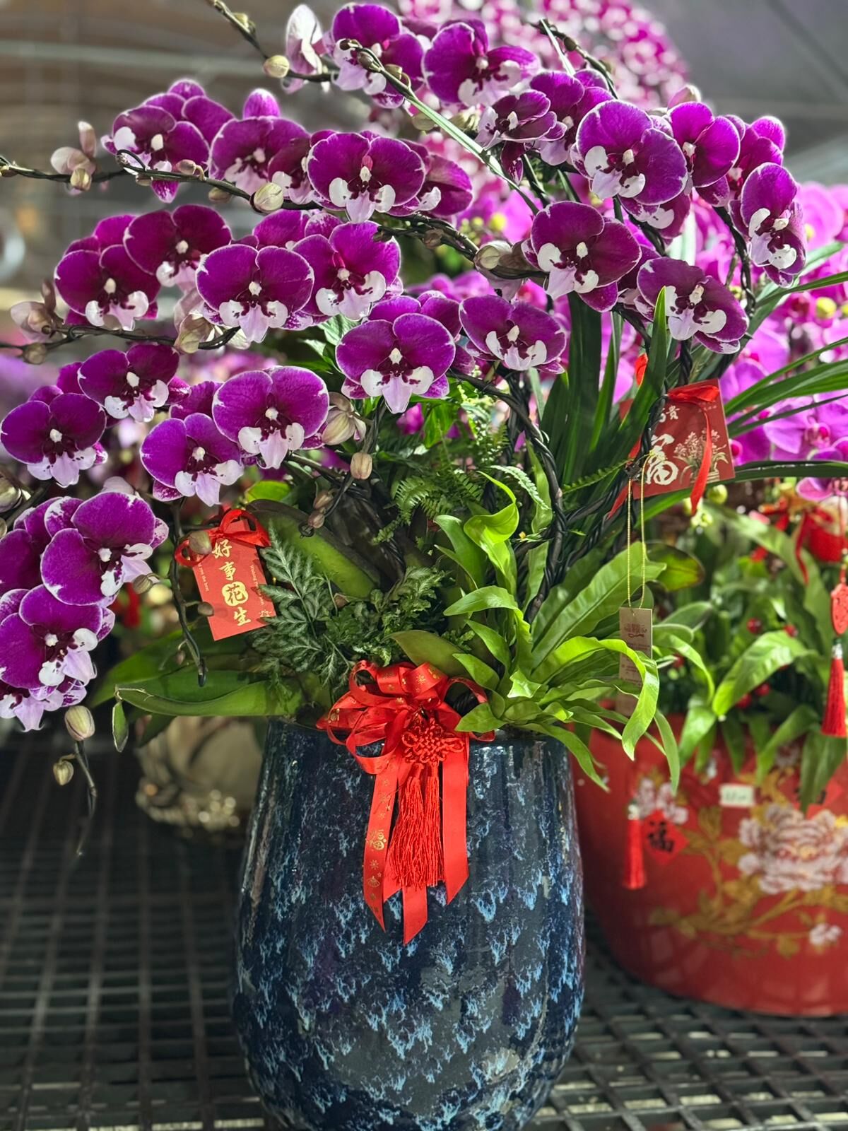 （6408）台灣賓利手工蘭 12菖