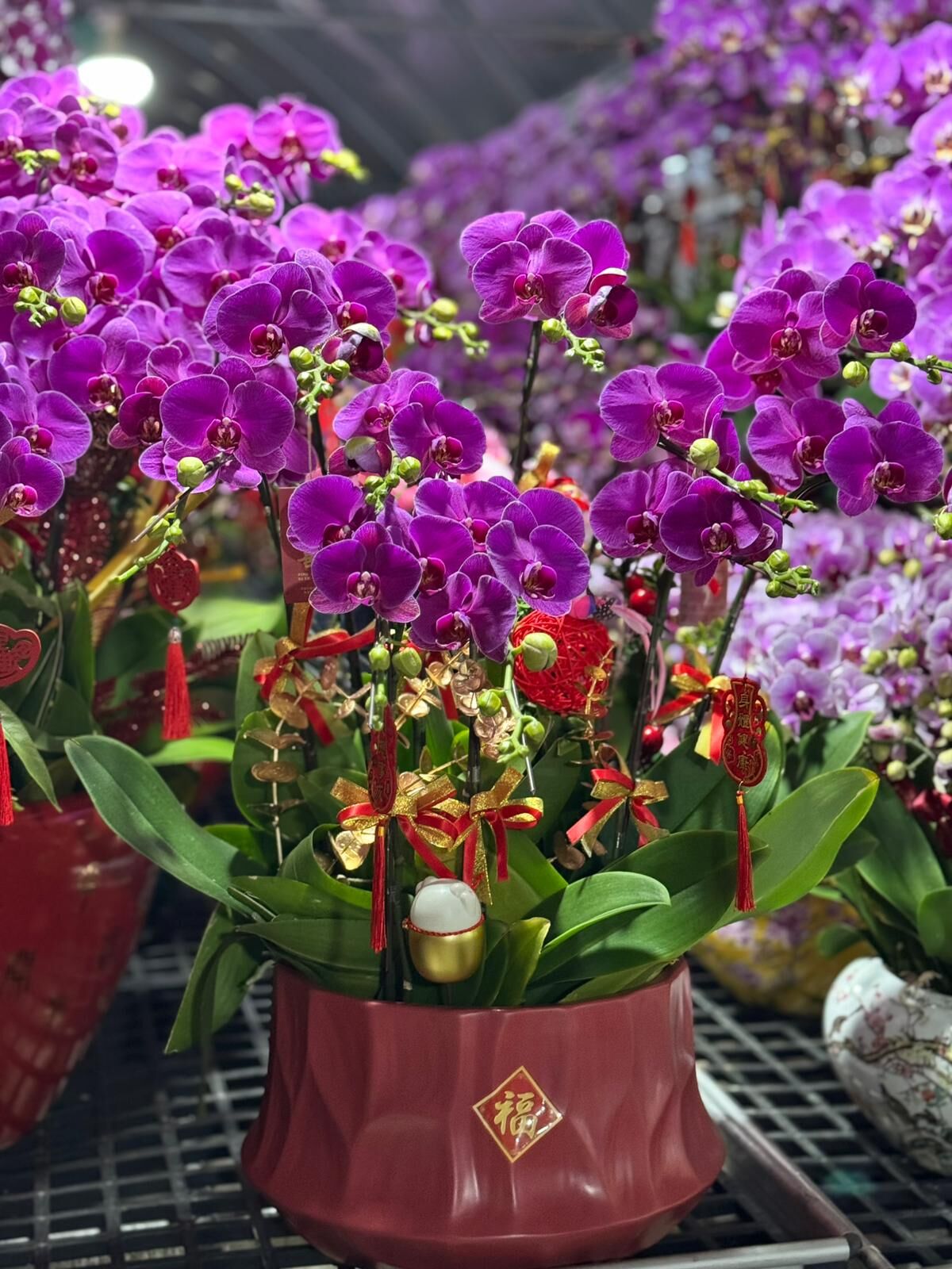 （6409）恭喜發財 10 菖