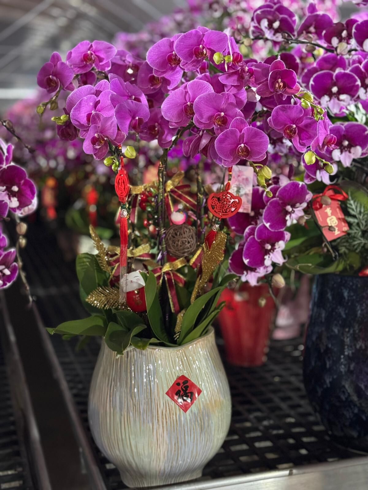 （6410）恭喜發財 6菖