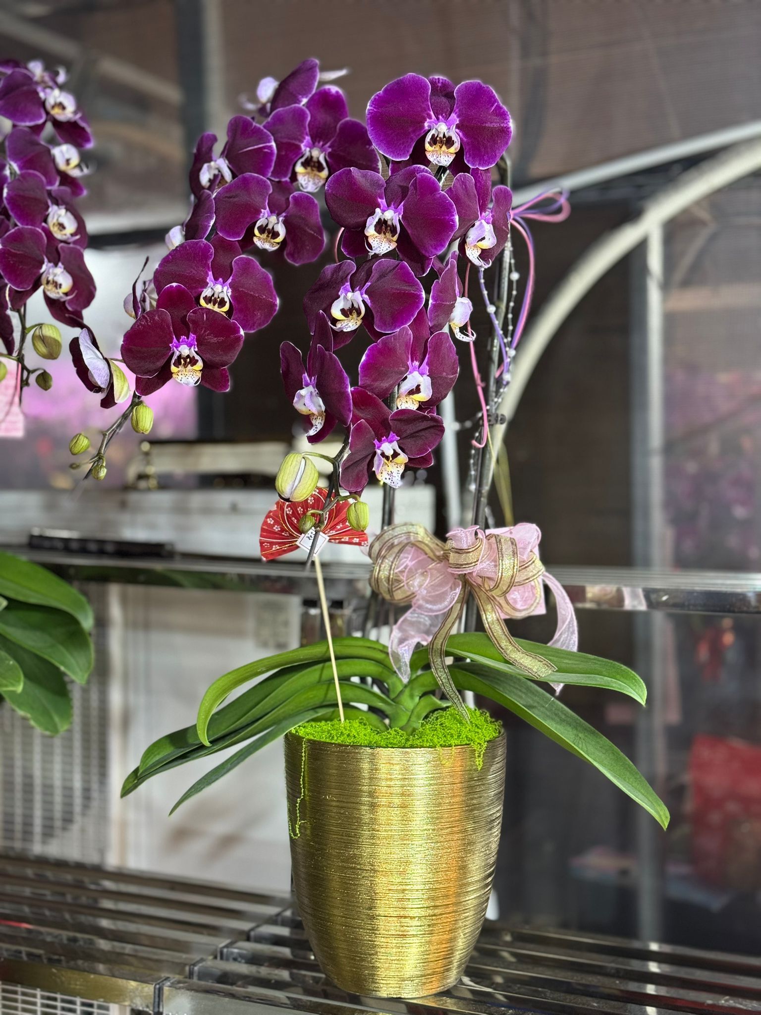 （6411）幻影龍蘭 兩菖