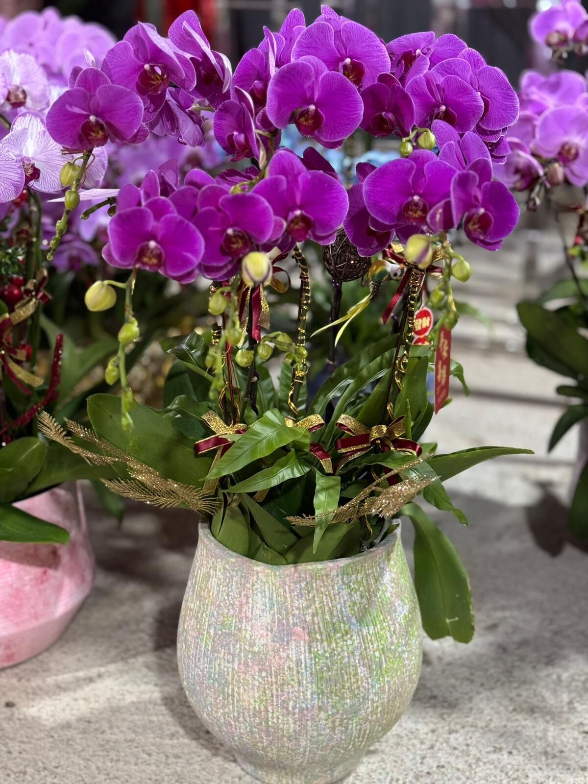 （6415）濃晴楓葉 8菖