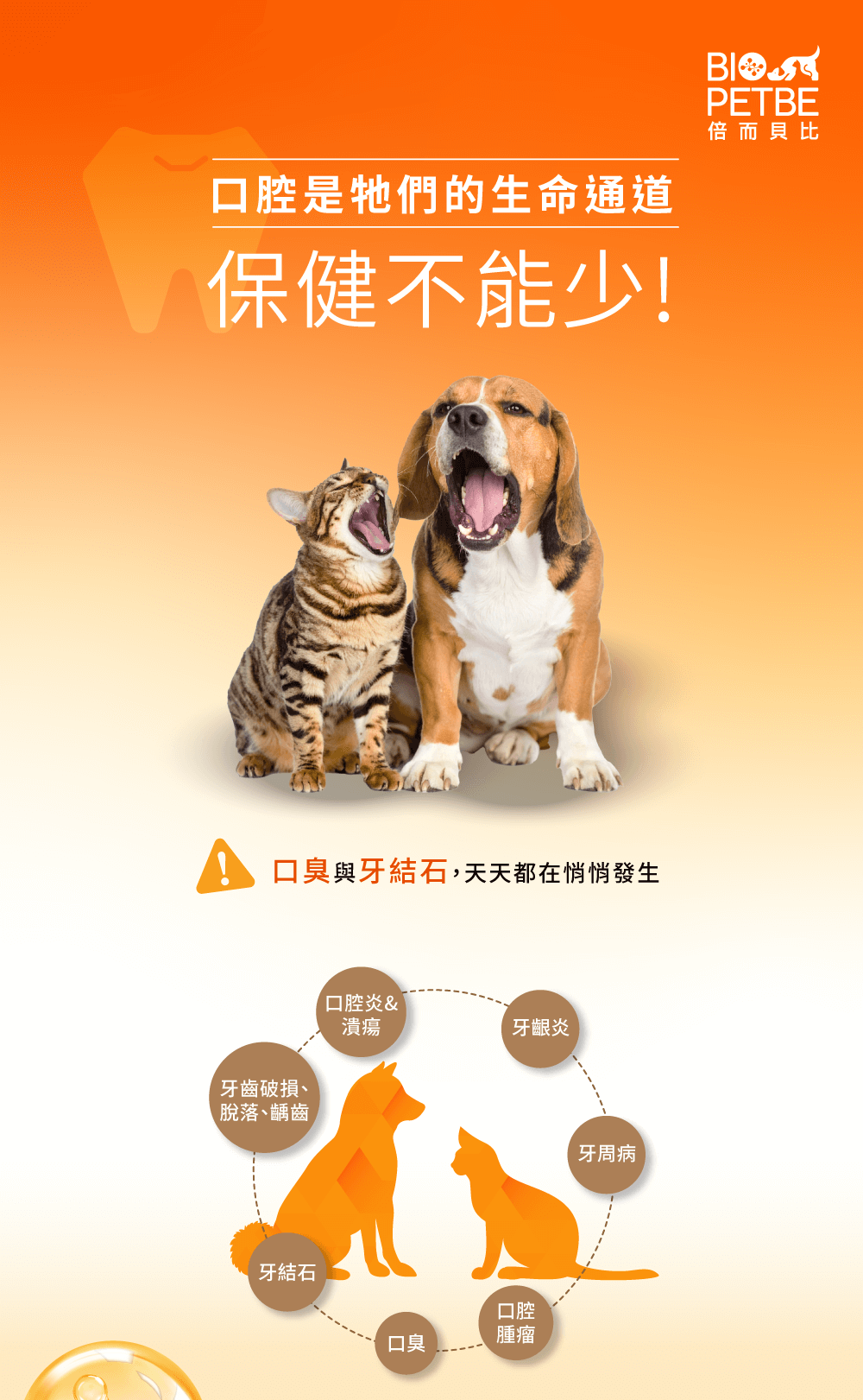 口腔健康,直接關係到毛孩的壽命與生活品質