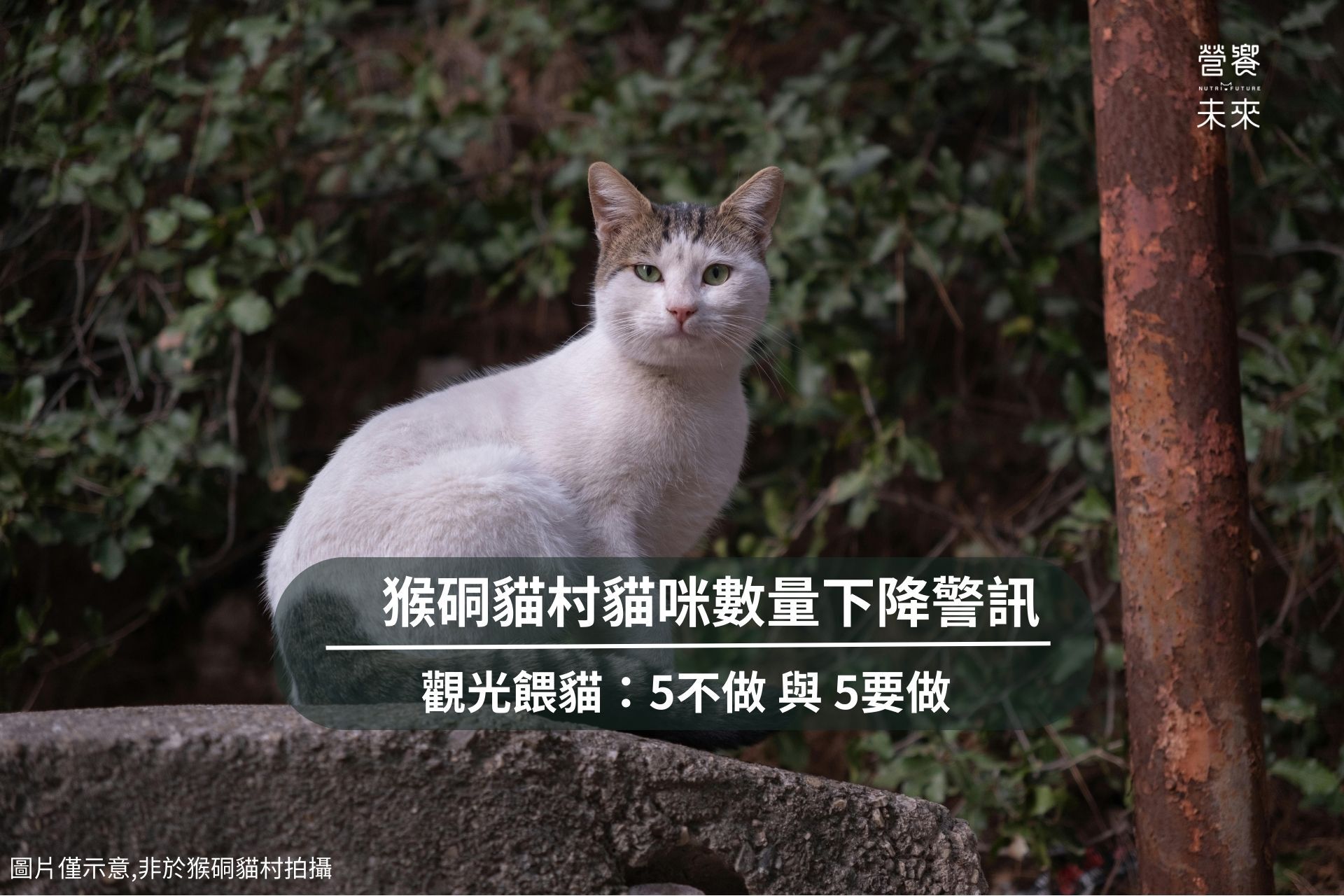 猴硐貓村貓咪數量下降警訊文章封面圖：一隻白底虎斑流浪貓坐在戶外圍牆上，探討觀光餵貓的5不做與5要做