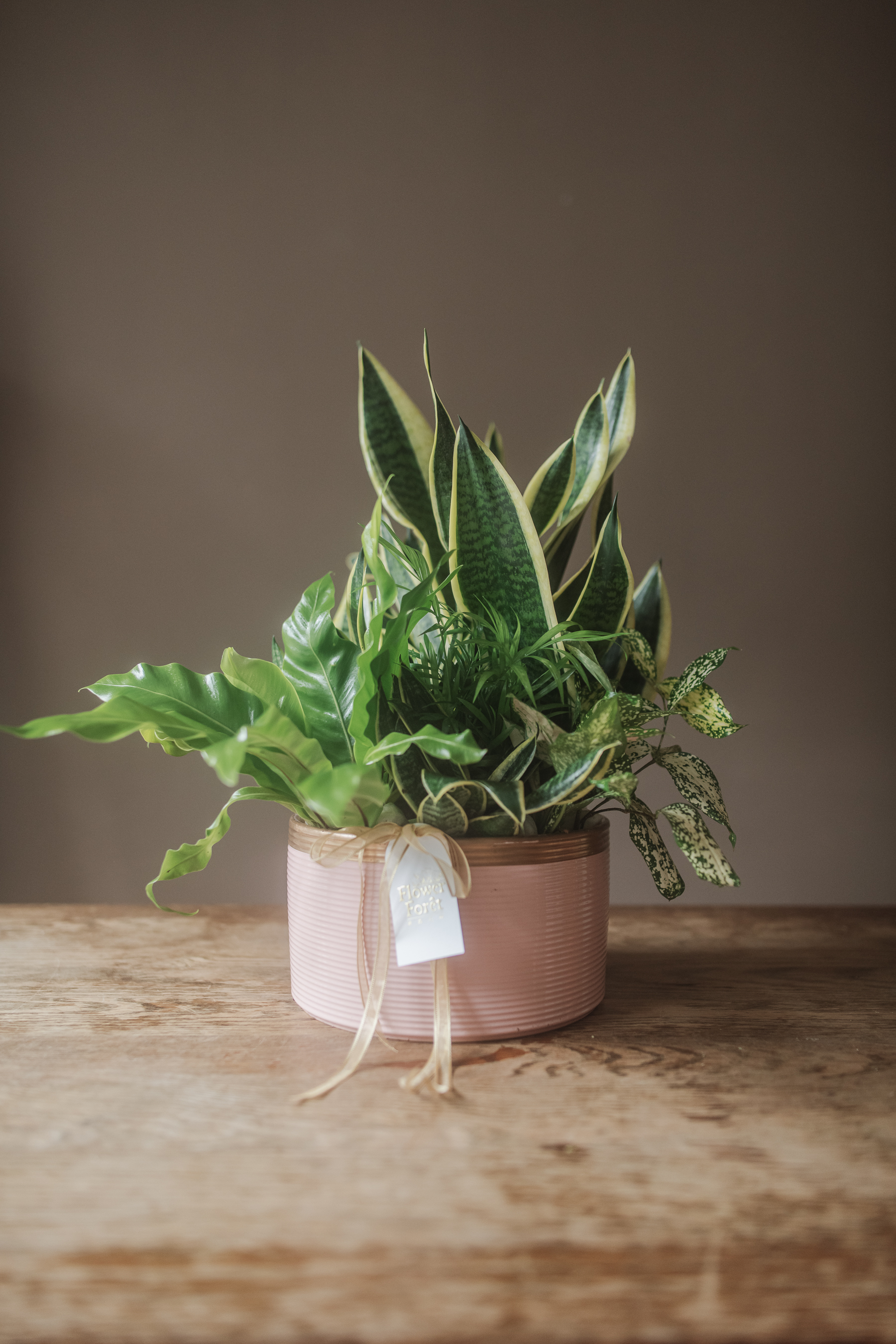 綠植盆栽桌上型-B款