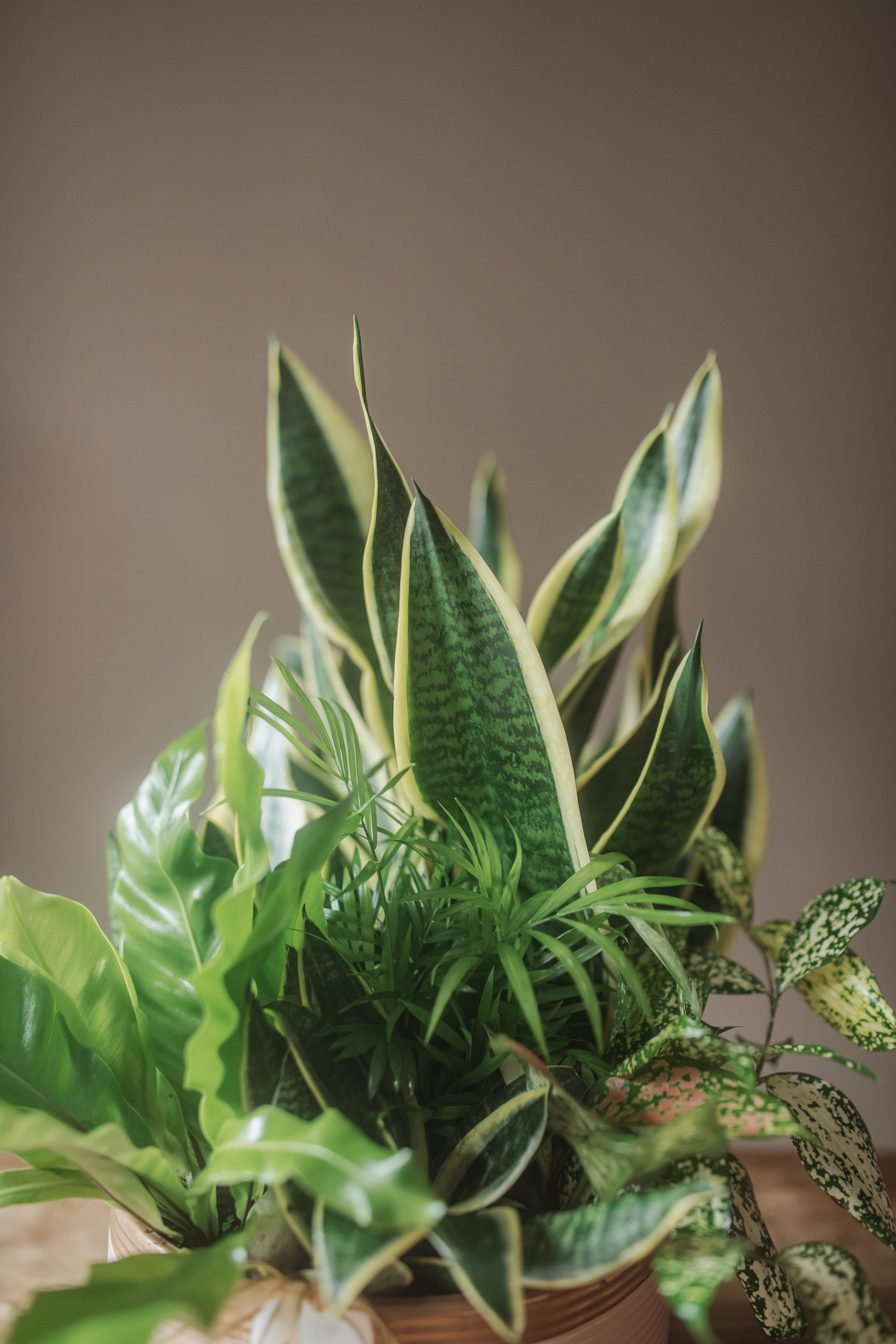 綠植盆栽桌上型-B款