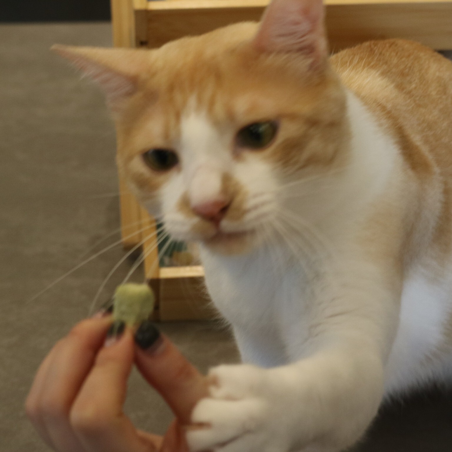 貓薄荷雞肉凍乾 | 50公克