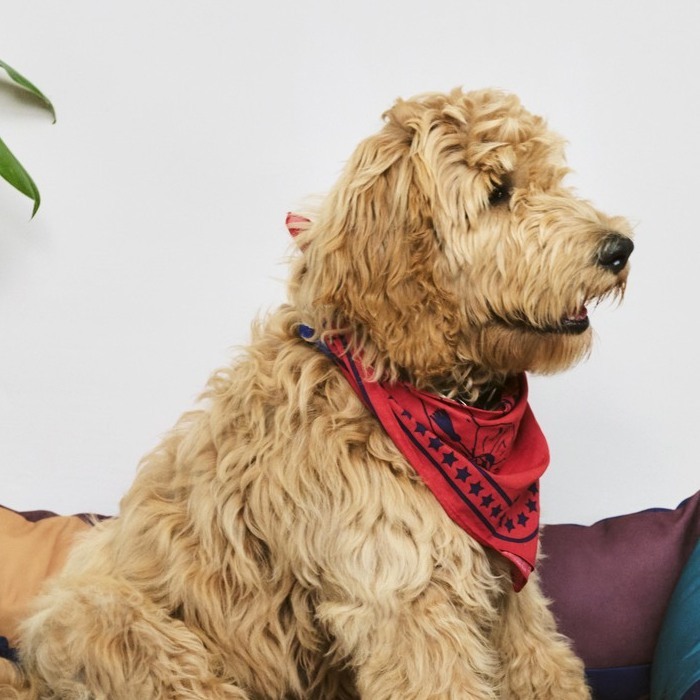 HAY Dogs Scarf / 寵物領巾