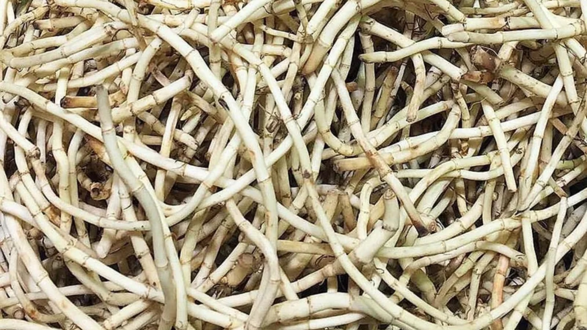 魚腥草-魚腥草是什麼-魚腥草介紹