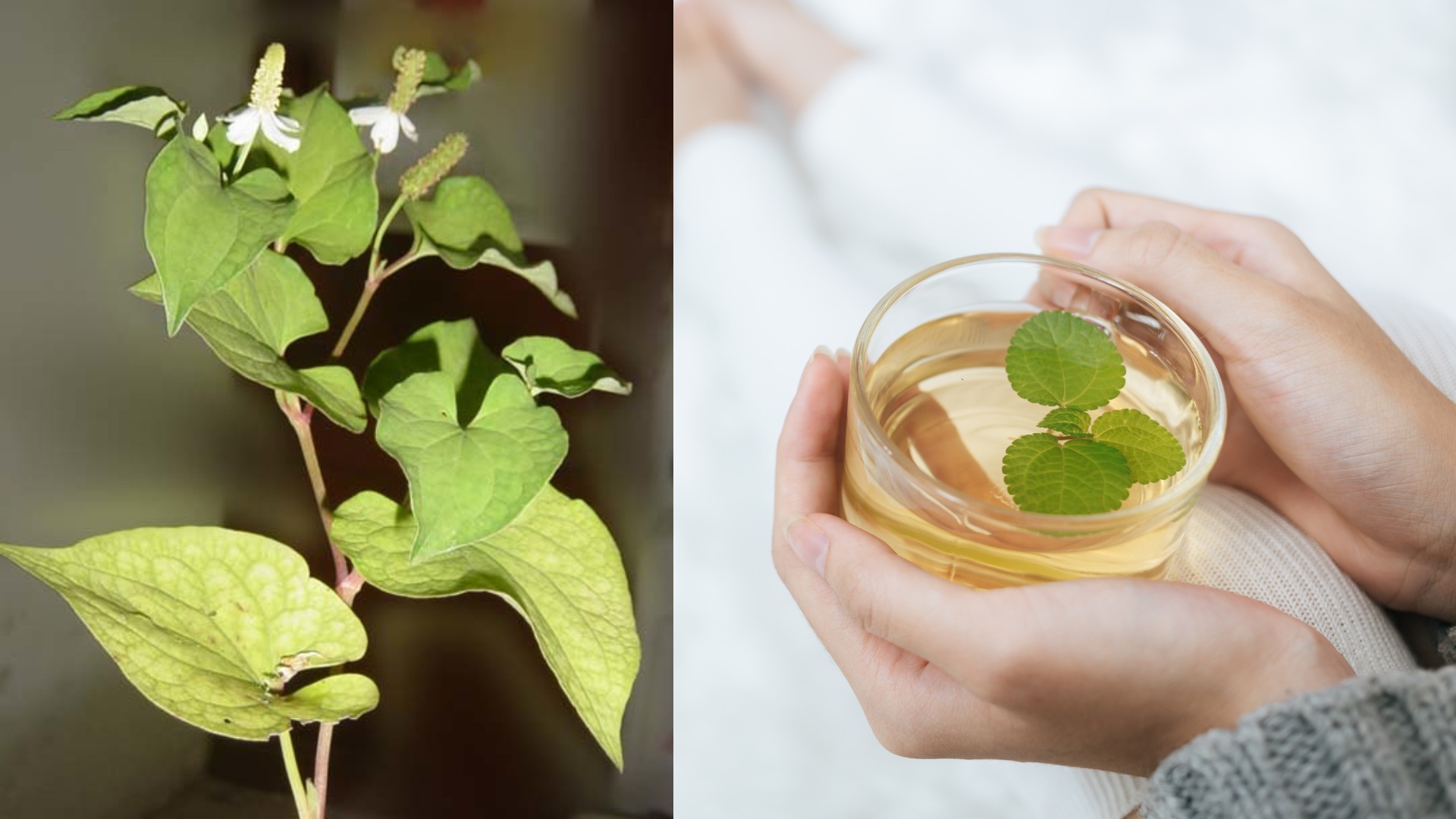 魚腥草-魚腥草功效-魚腥草消炎