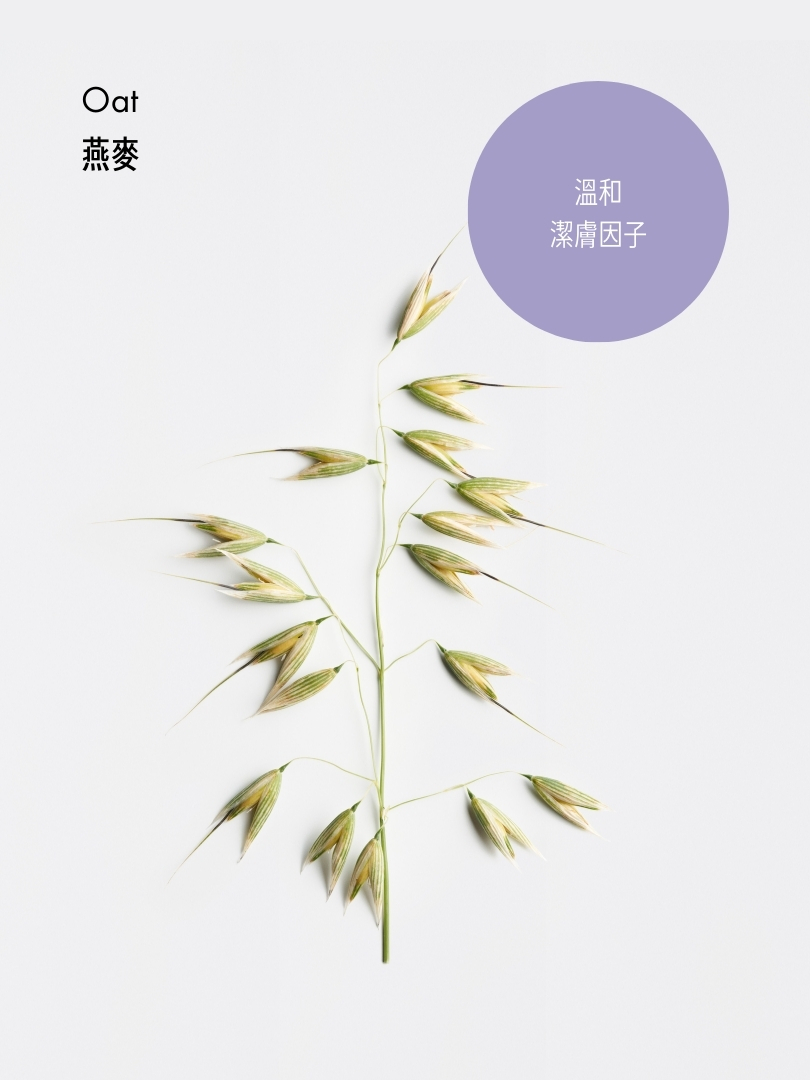 透明質酸水潤潔面泡沫