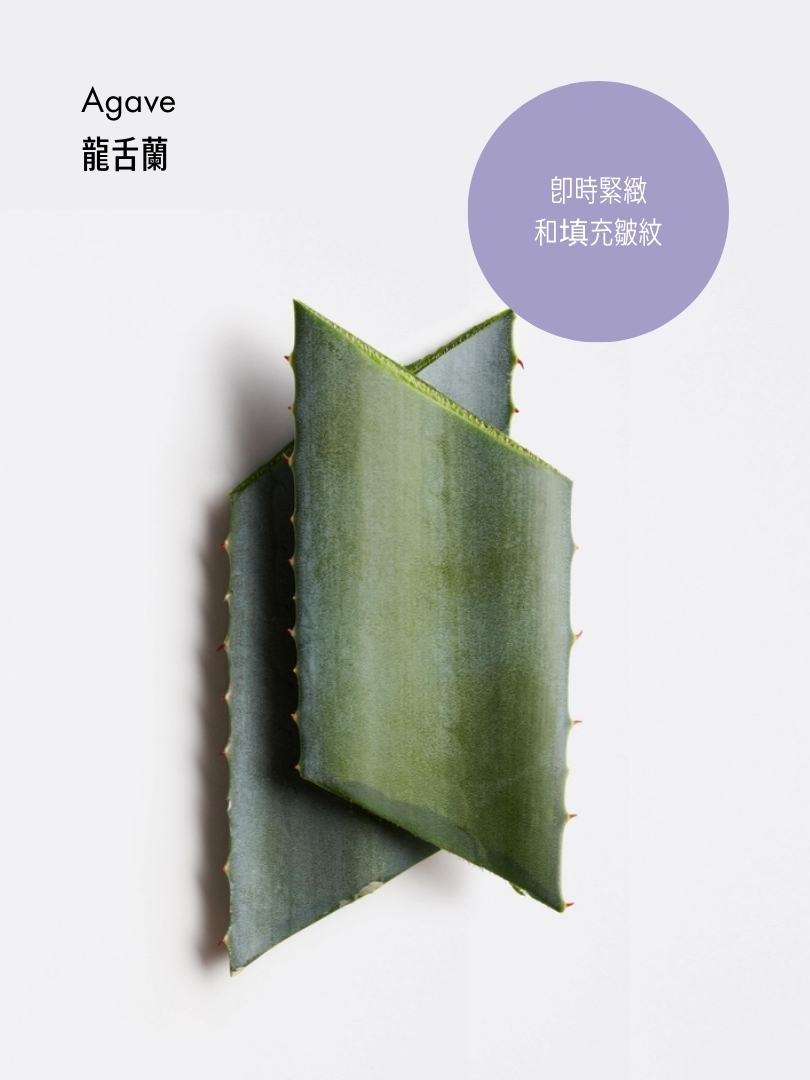 龍舌蘭菊苣緊緻提升精華