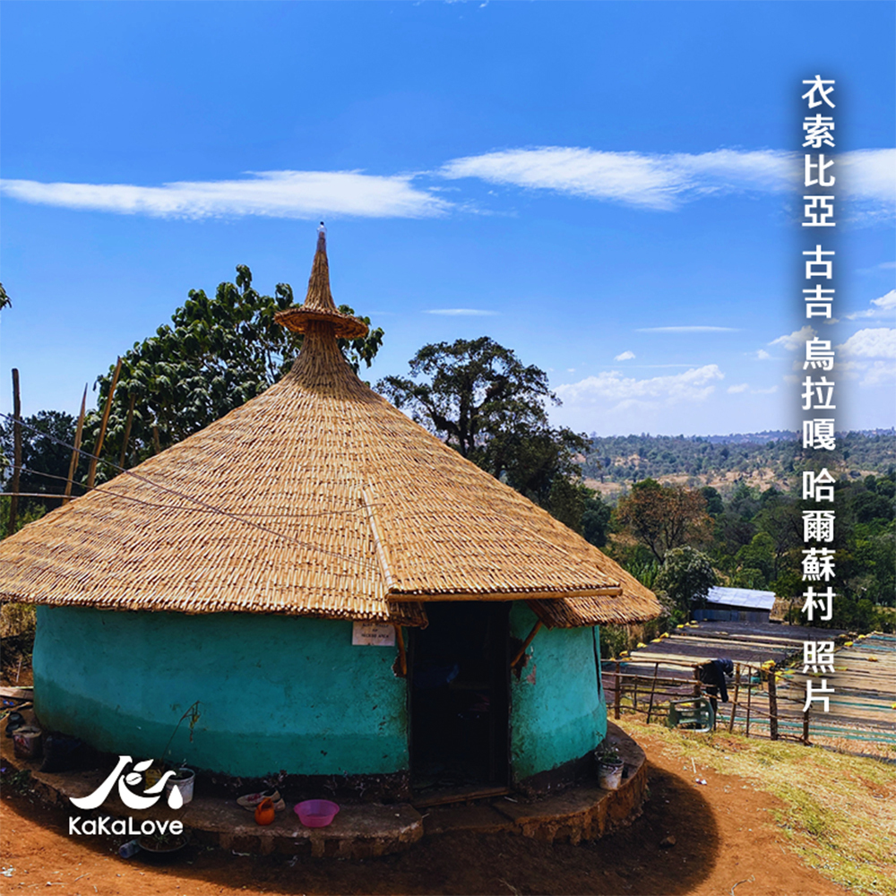 衣索比亞 水洗 古吉 烏拉嘎 哈爾蘇 G1