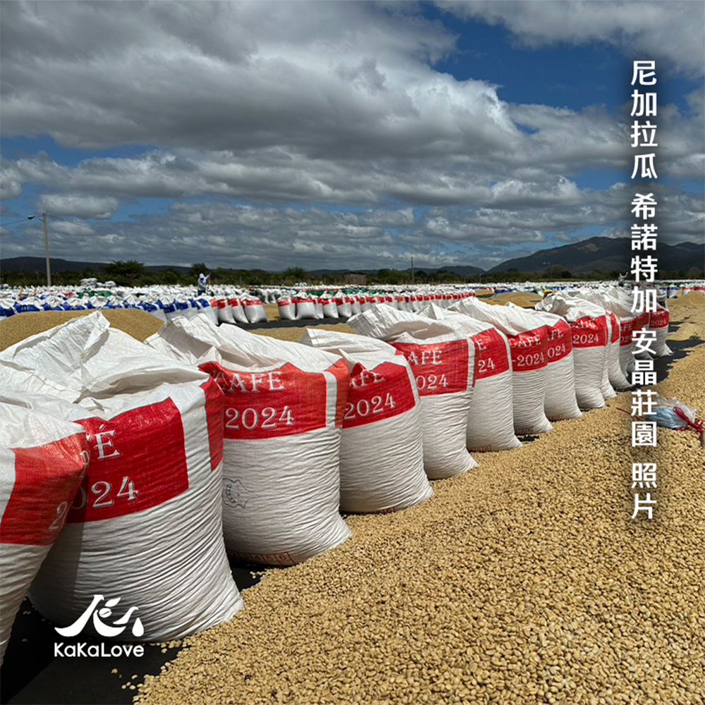 尼加拉瓜 水洗 希諾特加 安晶莊園 Isabella SHG