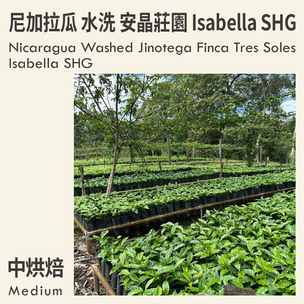 尼加拉瓜 水洗 希諾特加 安晶莊園 Isabella SHG