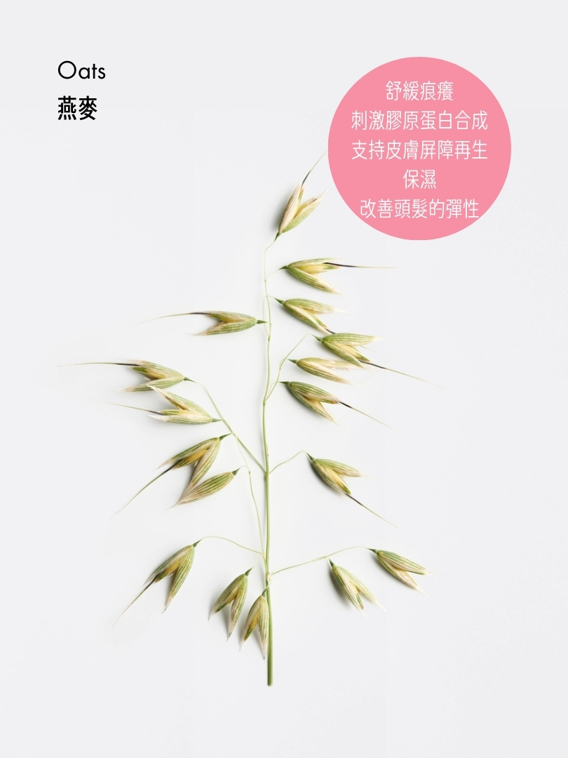 舒緩抗敏洗髮露 (特別裝)