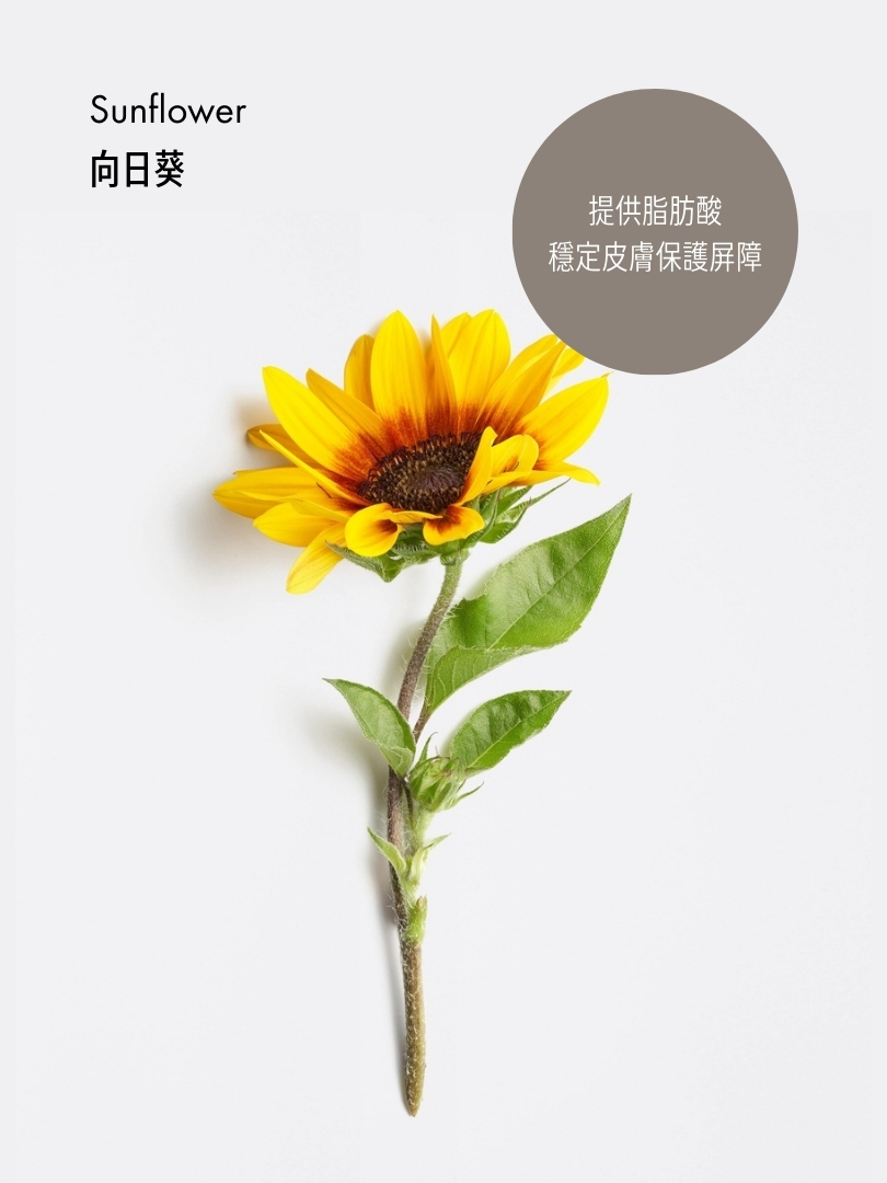 深層修護手霜