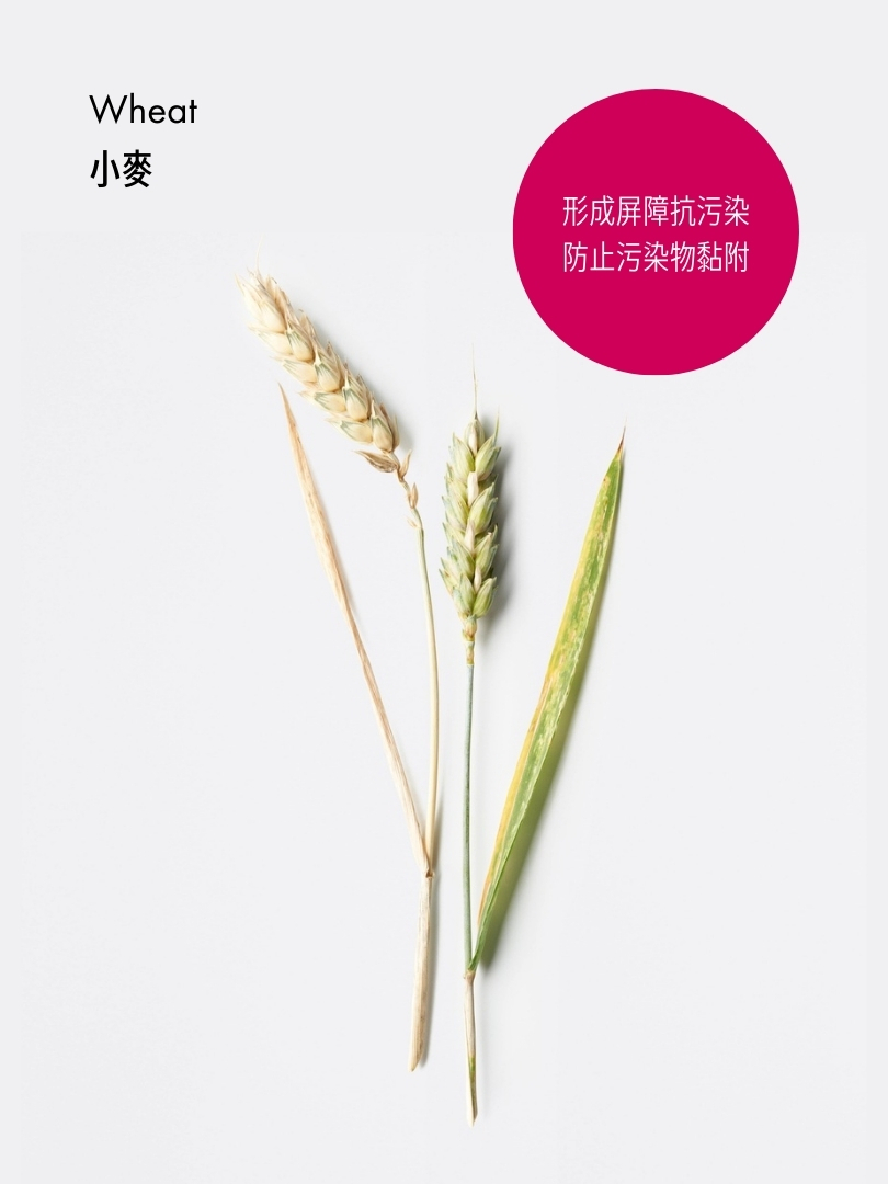 絲柔抗污染柔順洗髮露