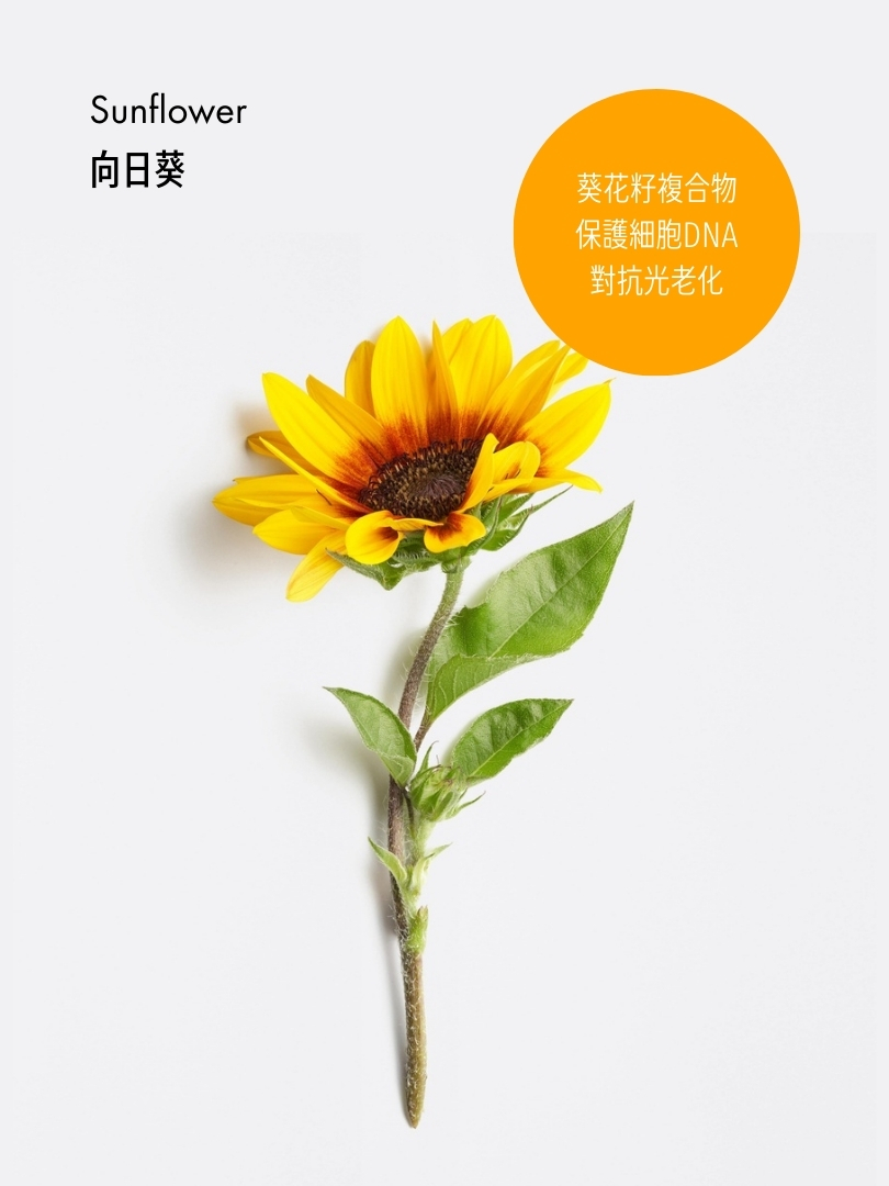葵花籽SPF30環保日常身體防曬