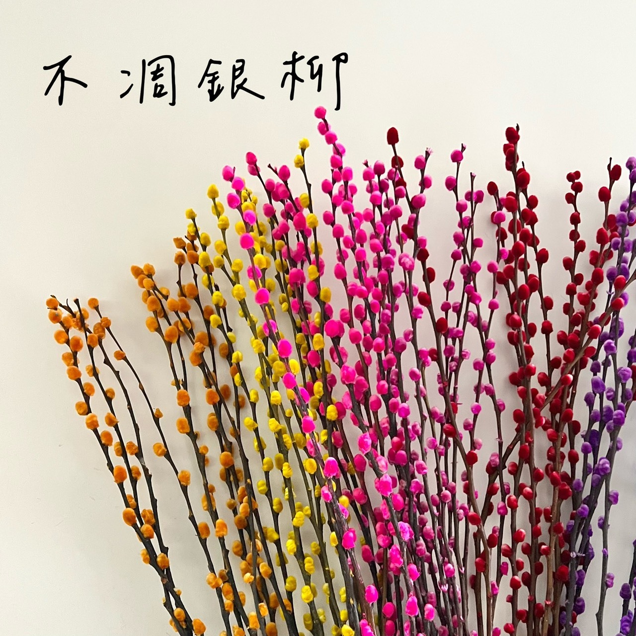 不凋銀柳80公分