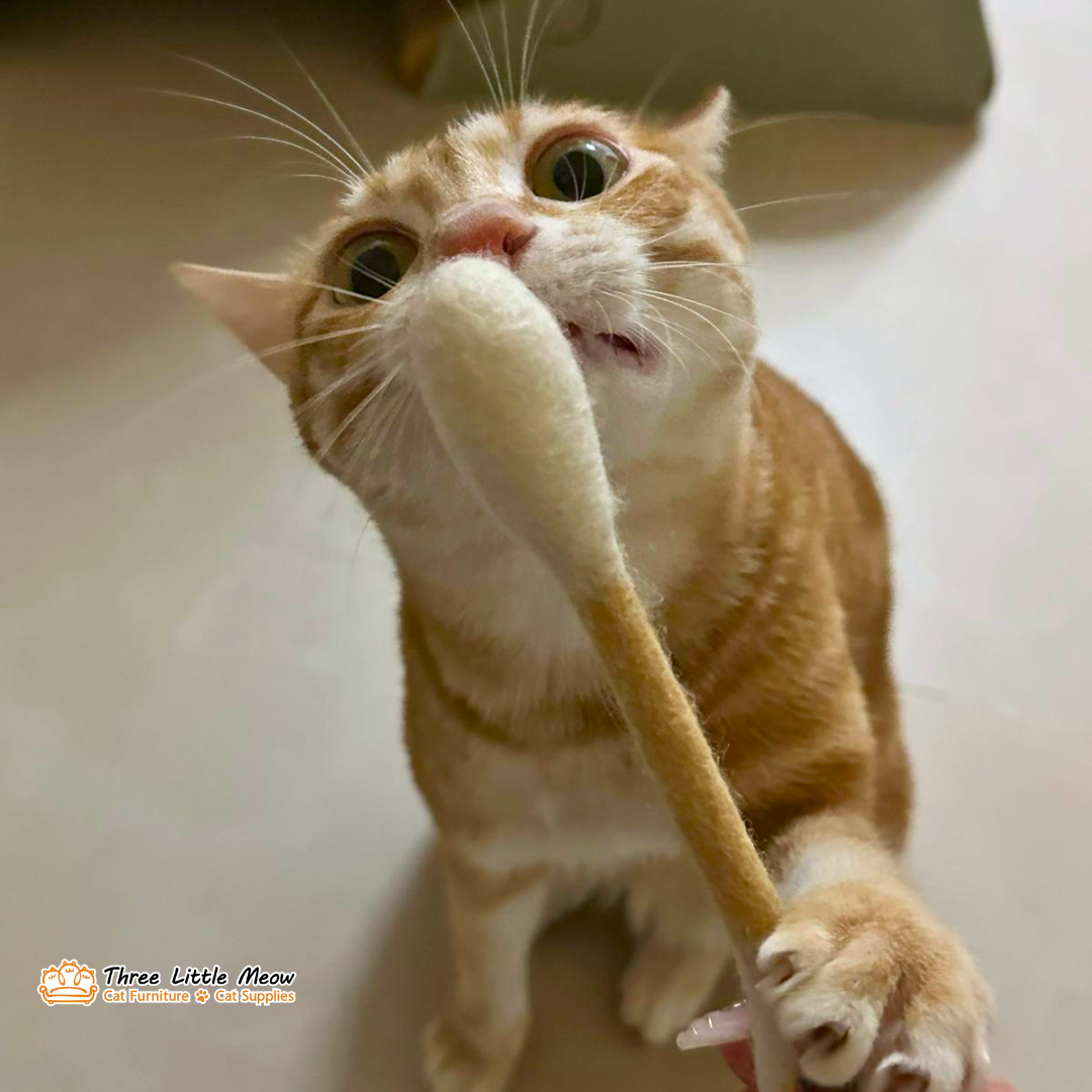 貓玩具-棉花棒-threads