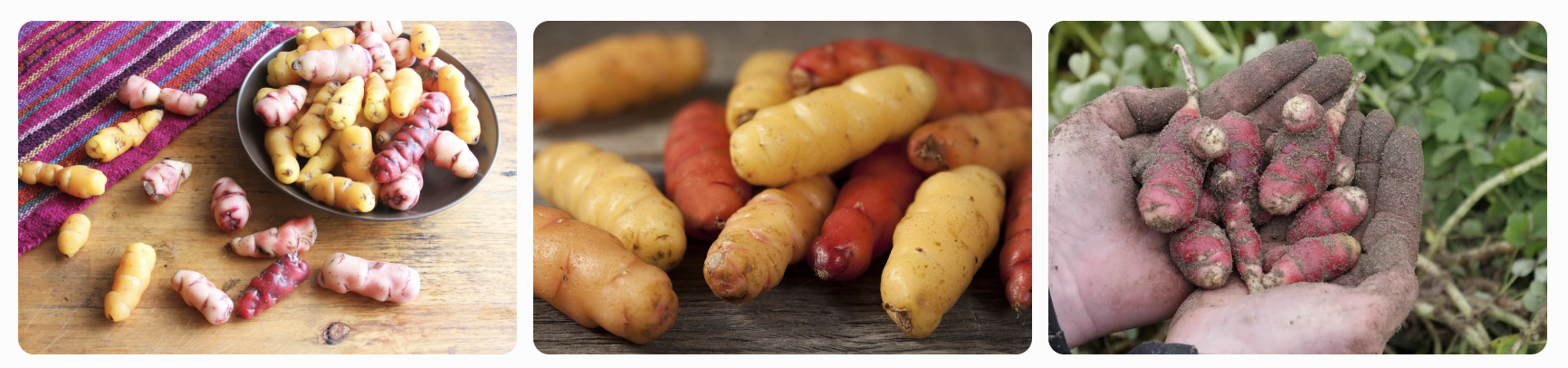colorful raw Peruvian Oca tubers