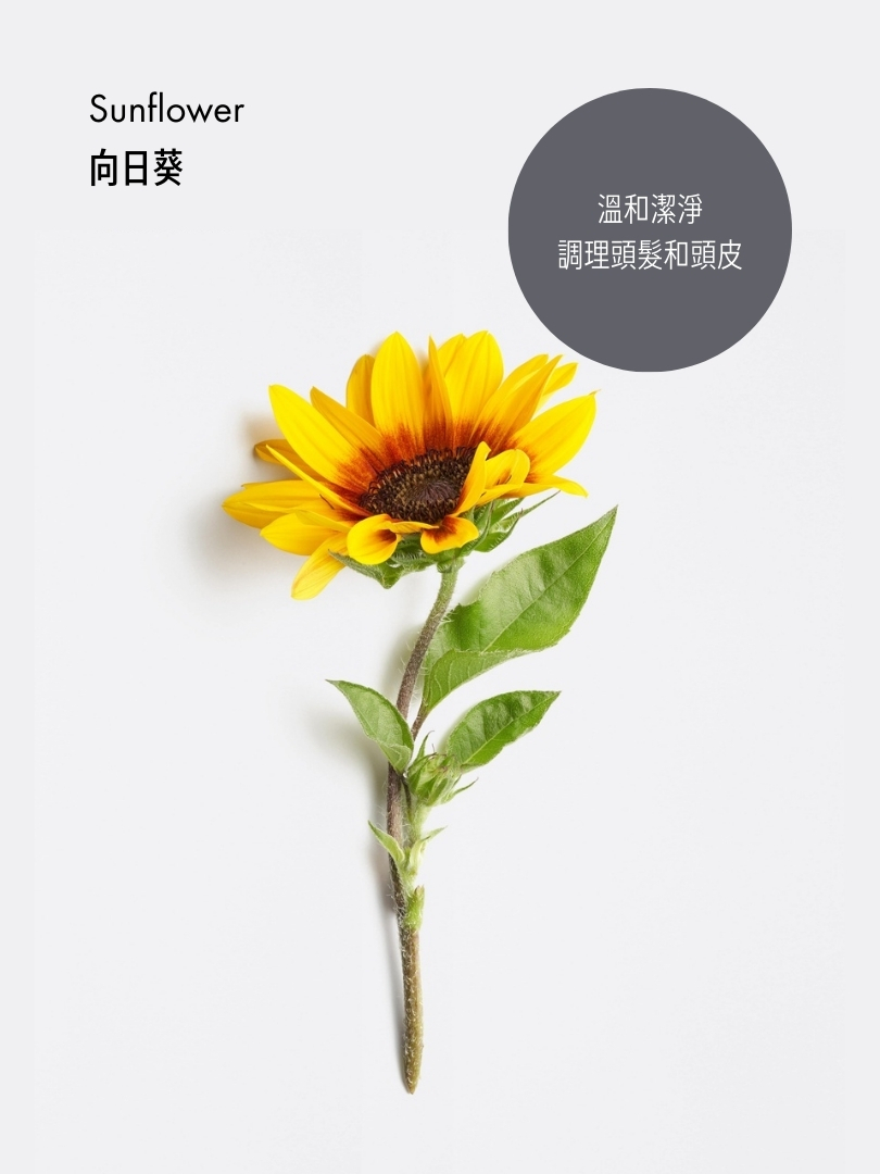 .71 去黃冷金洗髮露