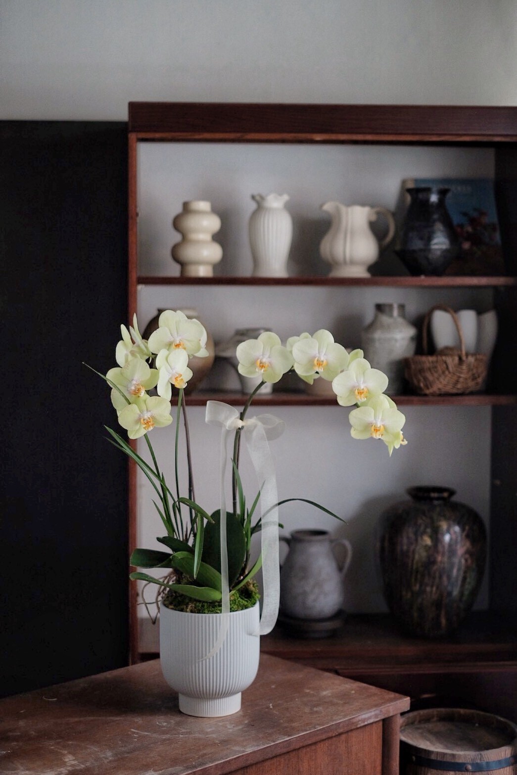 和｜慢式蘭花（Ｍ）