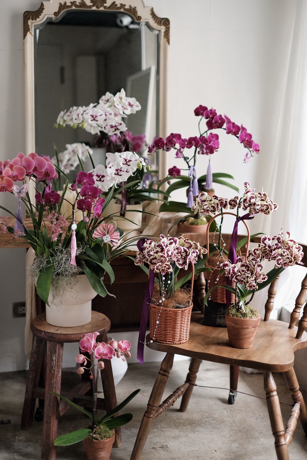 慢慢選｜新春限定蘭花盆花