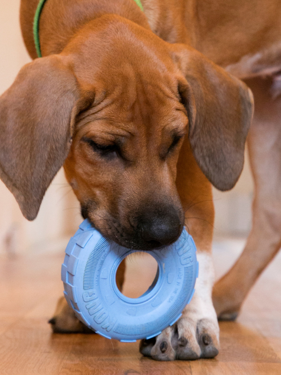 【KONG】幼犬輪胎玩具