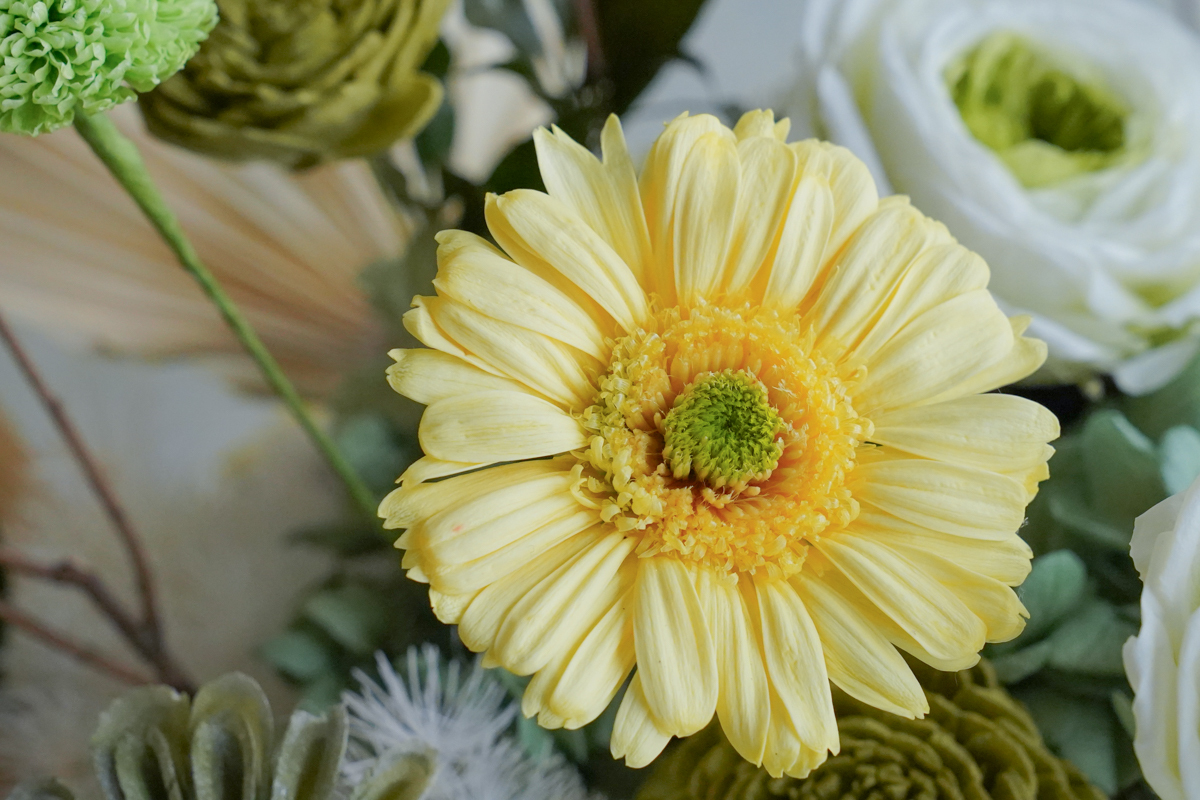 綠色永生花開幕盆栽,綠色永生花盆花,永生花升遷開幕盆花特1