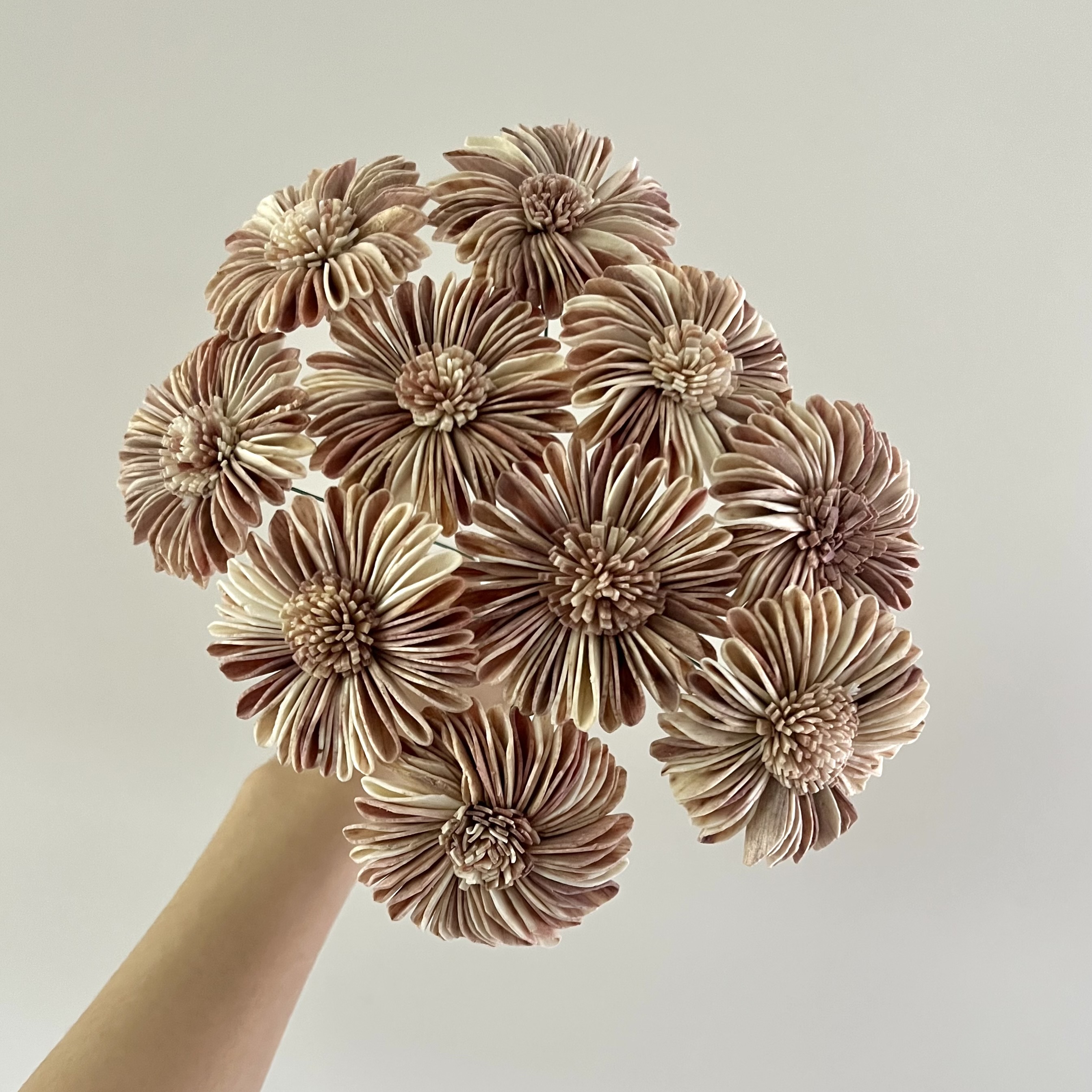 泰國索拉花 奶茶太陽花 6CM <十支一把> (高品質)