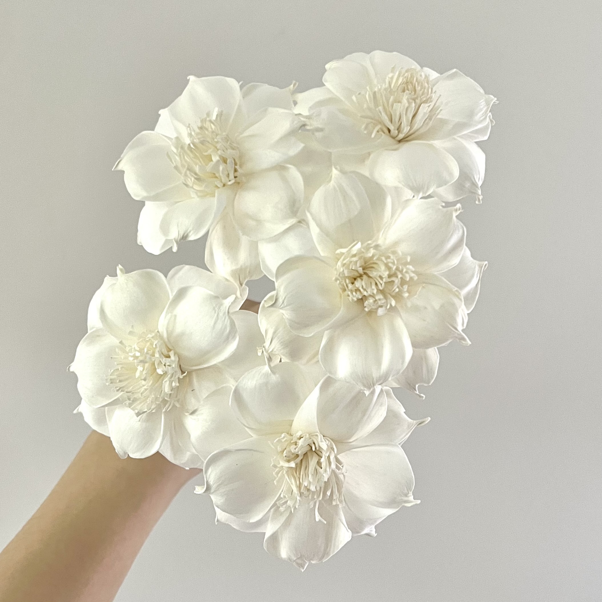 泰國索拉花 尖葉扶桑花 8cm <5支一把> (高品質)