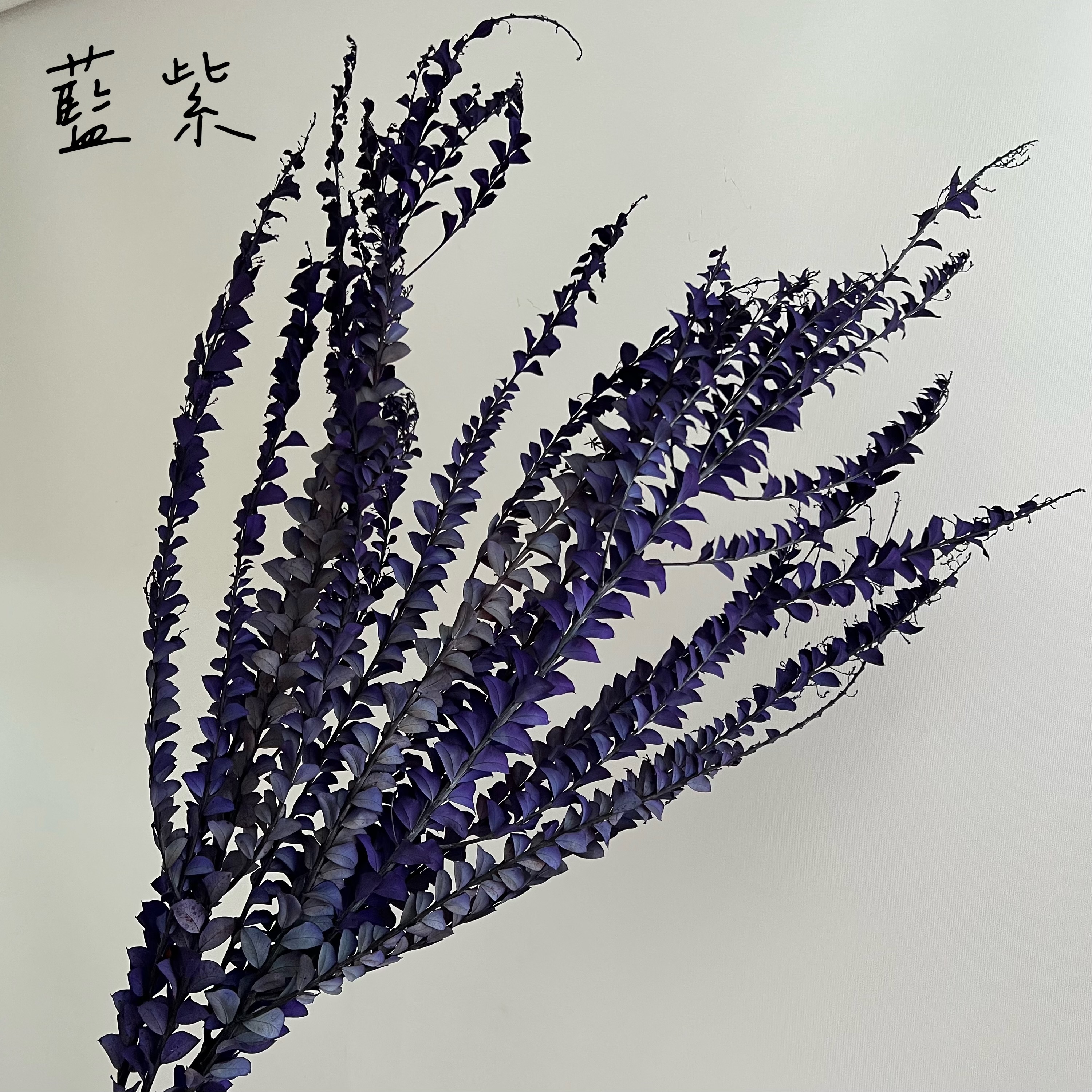 不凋三角尤加利