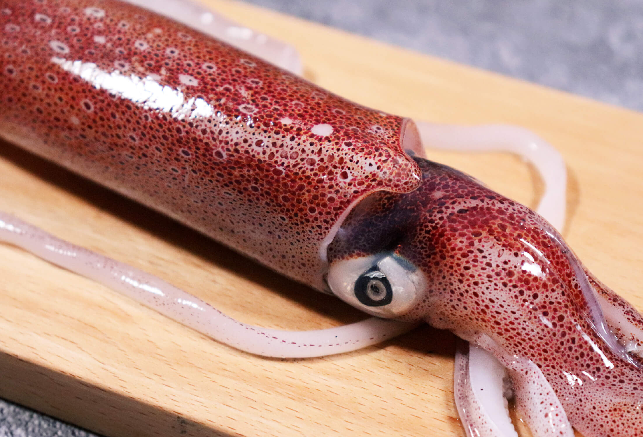 台灣東北角手釣透抽