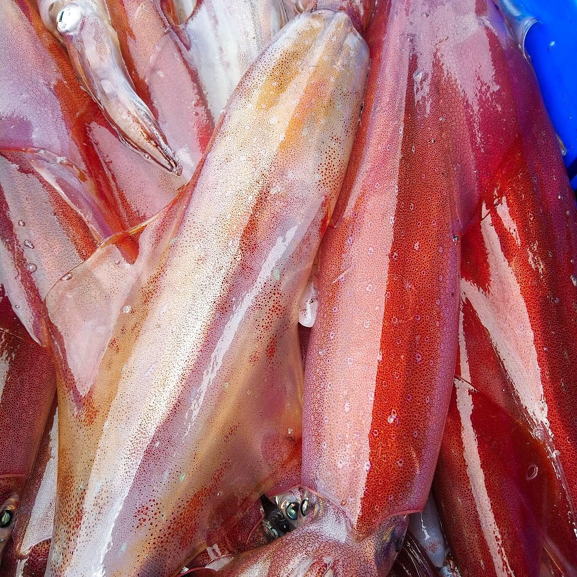 台灣東北角手釣透抽