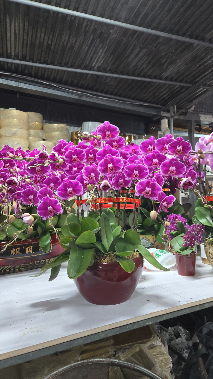 UJ021 台灣 大財主 大花 10支