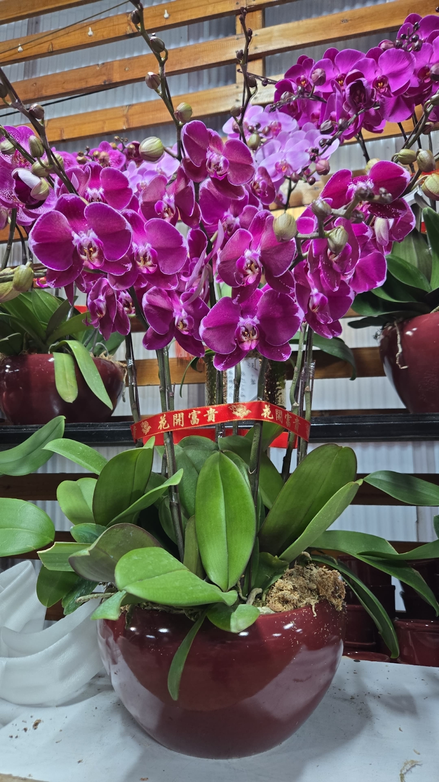 UJ022 台灣 全家福 大花 8支