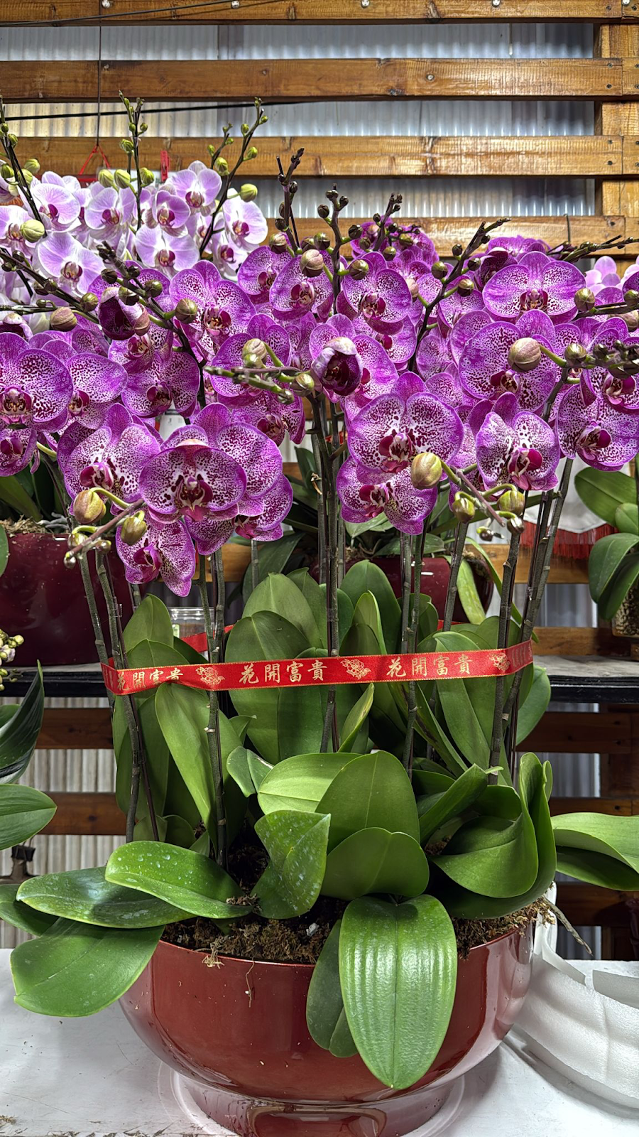 UJ023 台灣 貴族 大花 18支