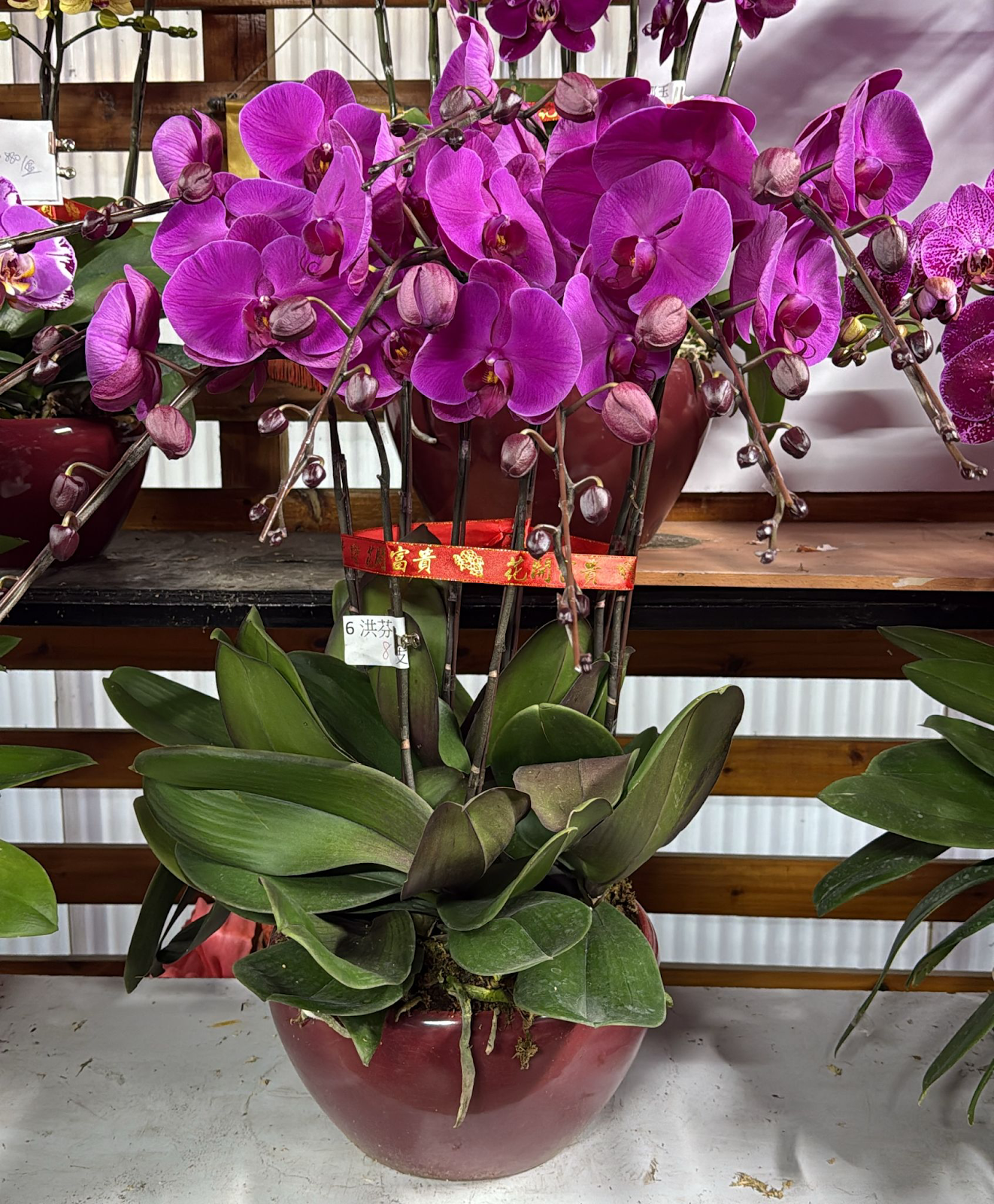 UJ024 台灣 大元寶 大花 8支