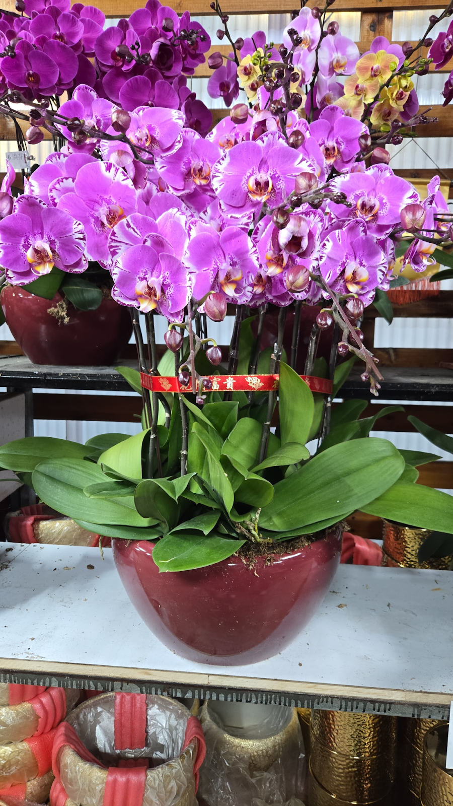 UJ025 台灣 女神 大花 12支