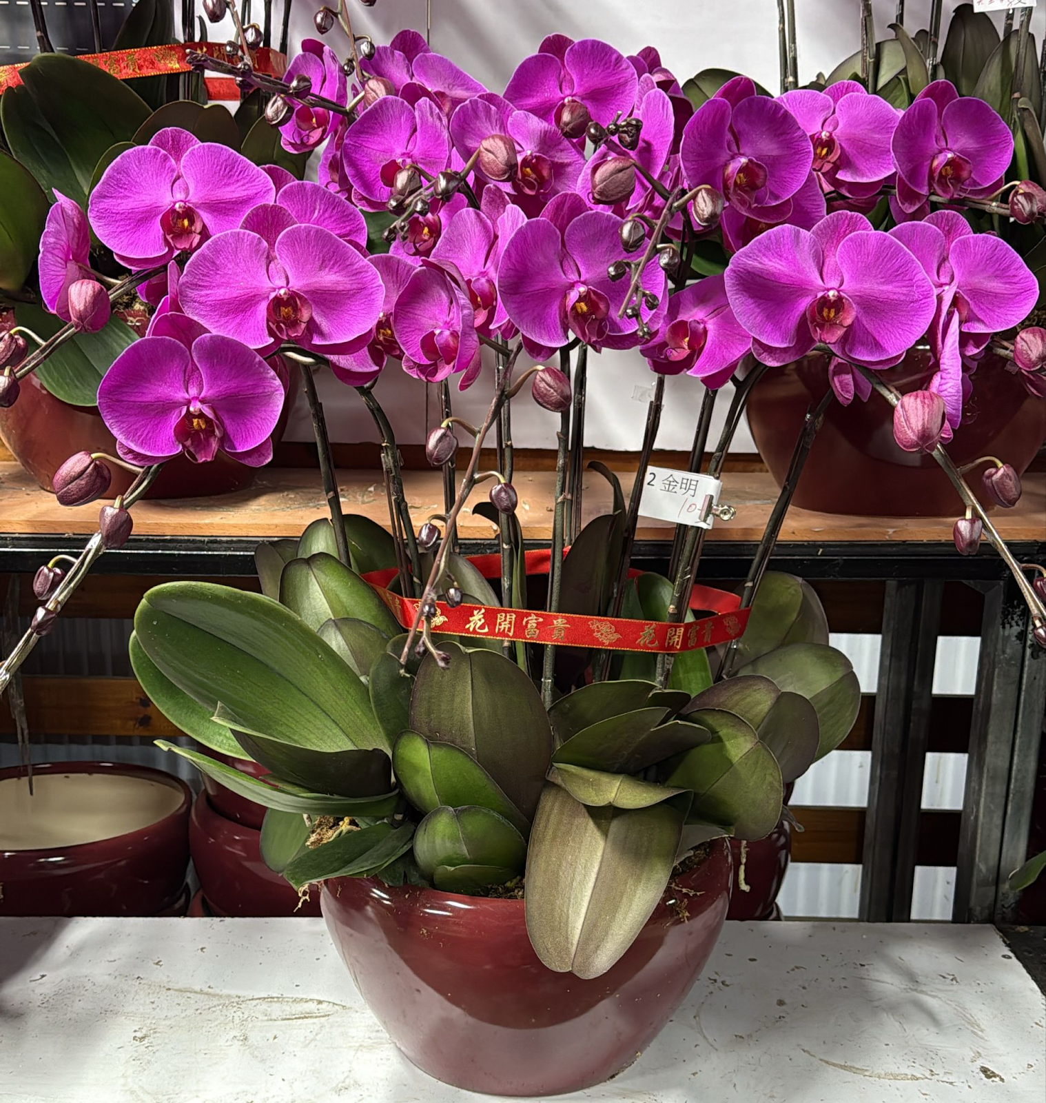 UJ026 台灣 大元寶 大花 10支