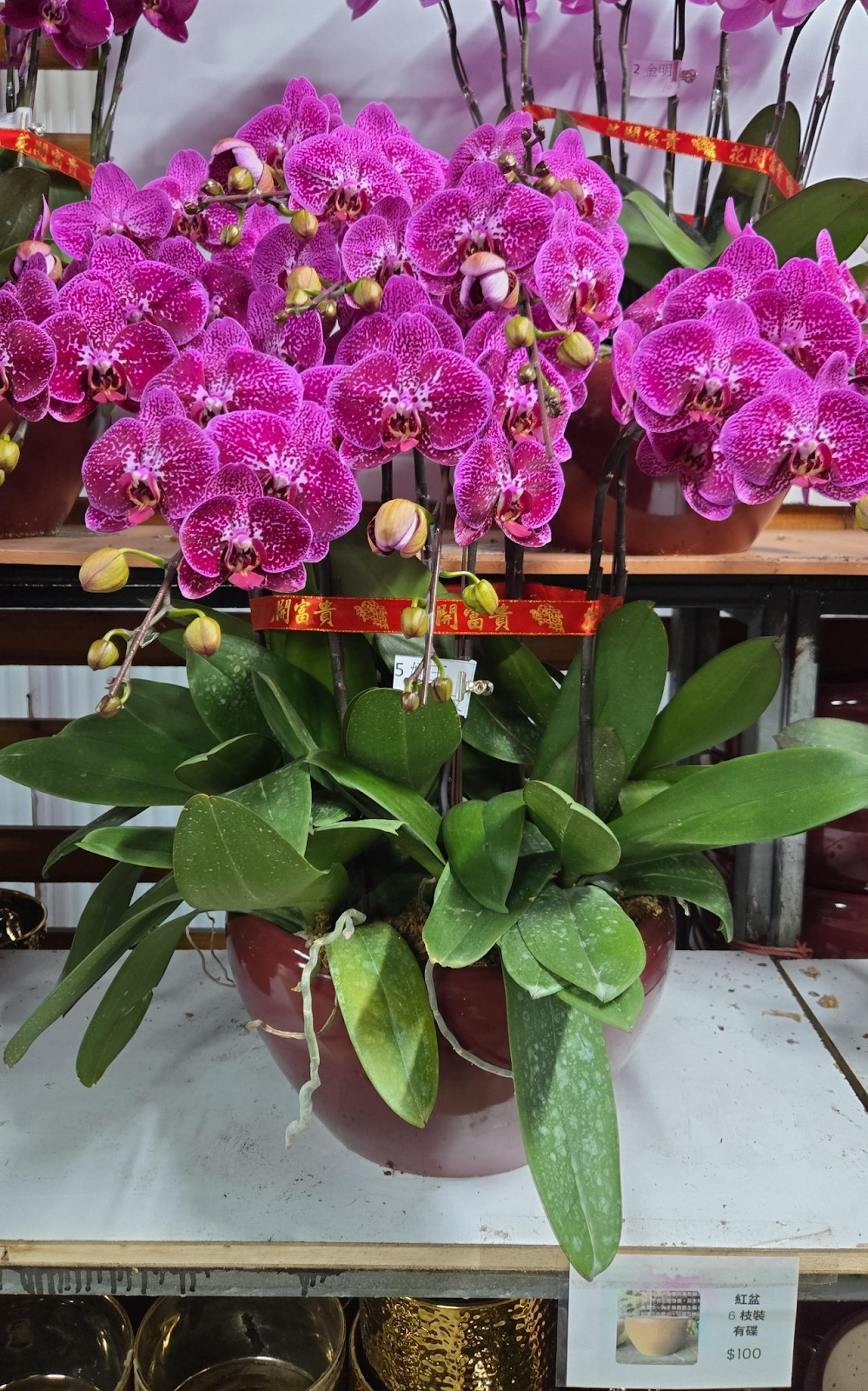 UJ027 台灣 珍珠王 大花 10支