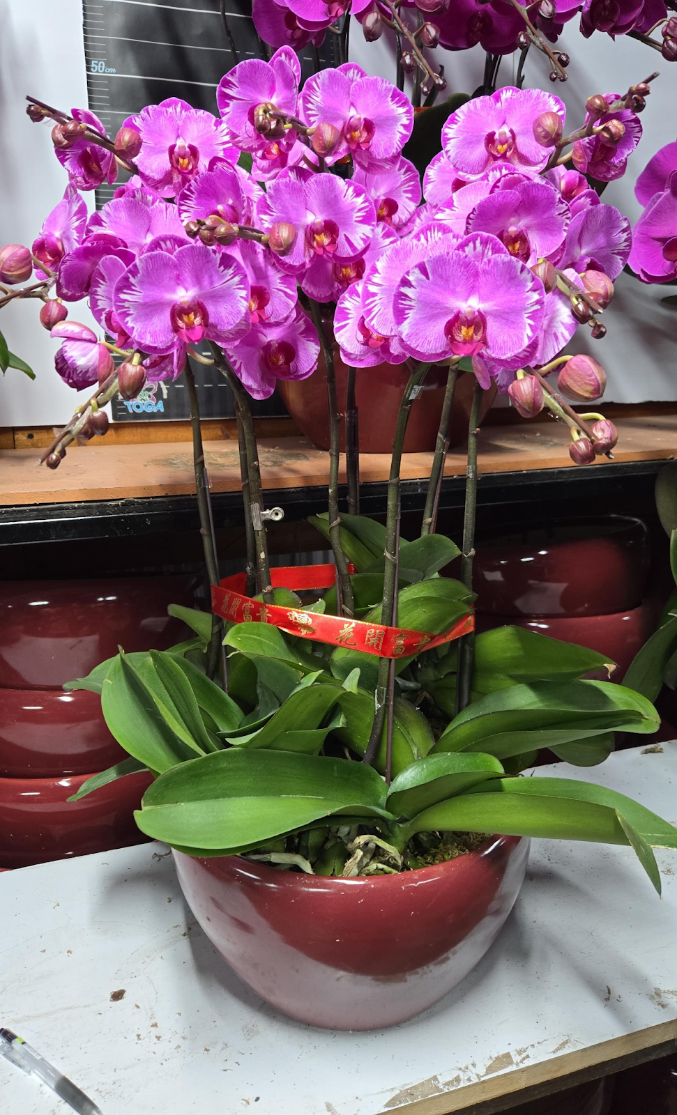 UJ028 台灣 大王子 大花 8支