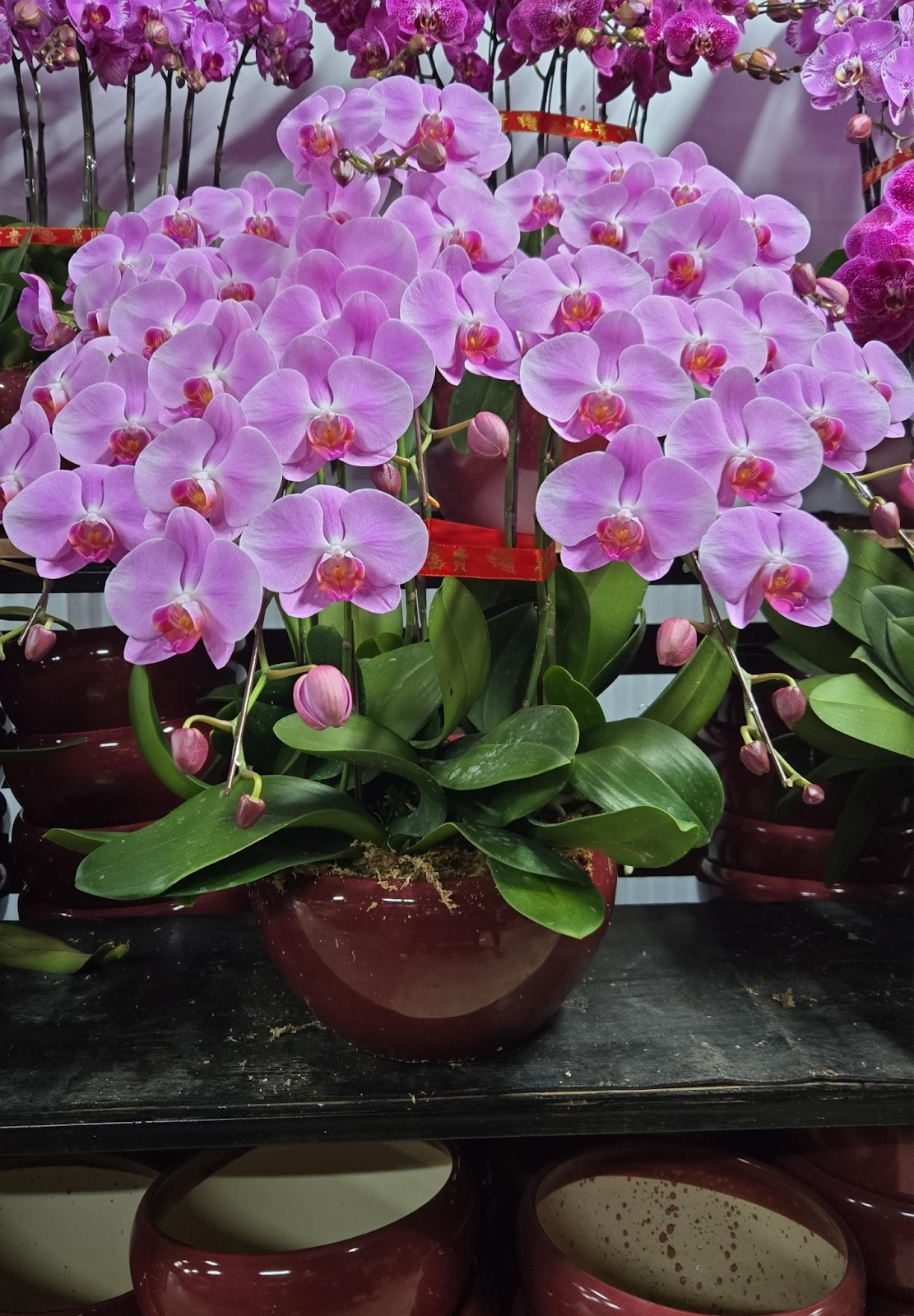 UJ029 台灣 天山美人 大花 8支