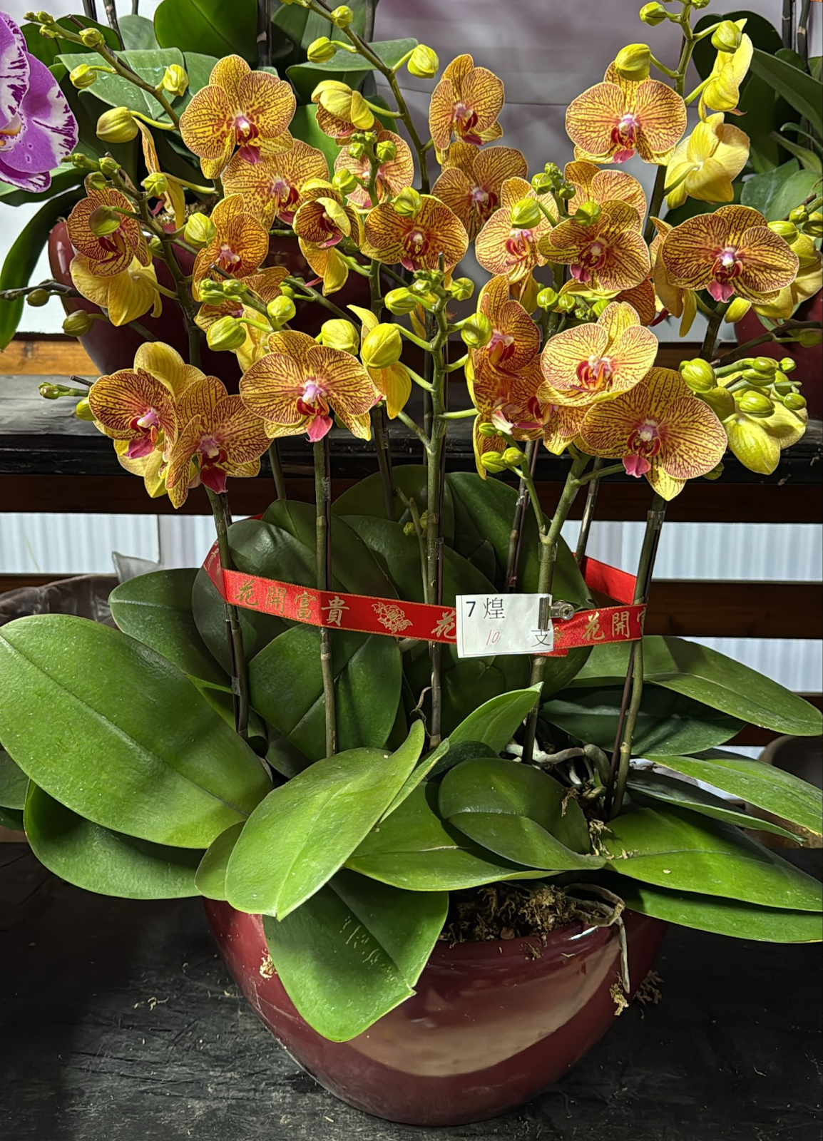 UJ030 台灣 黃金甲 中花 10支