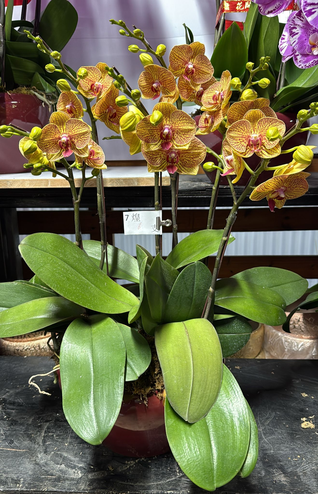 UJ031 台灣 黃金甲 中花 6支